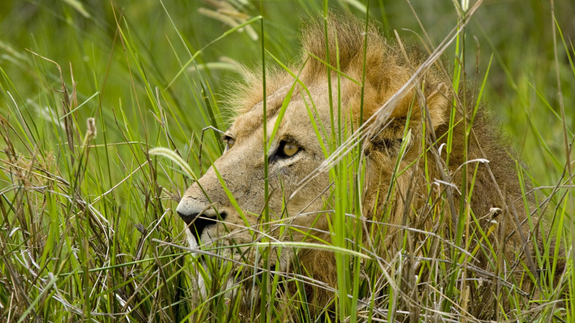 lying, moremi, lying in wait, wait, animals, botswana, 1080P, lion, HD Wallpaper