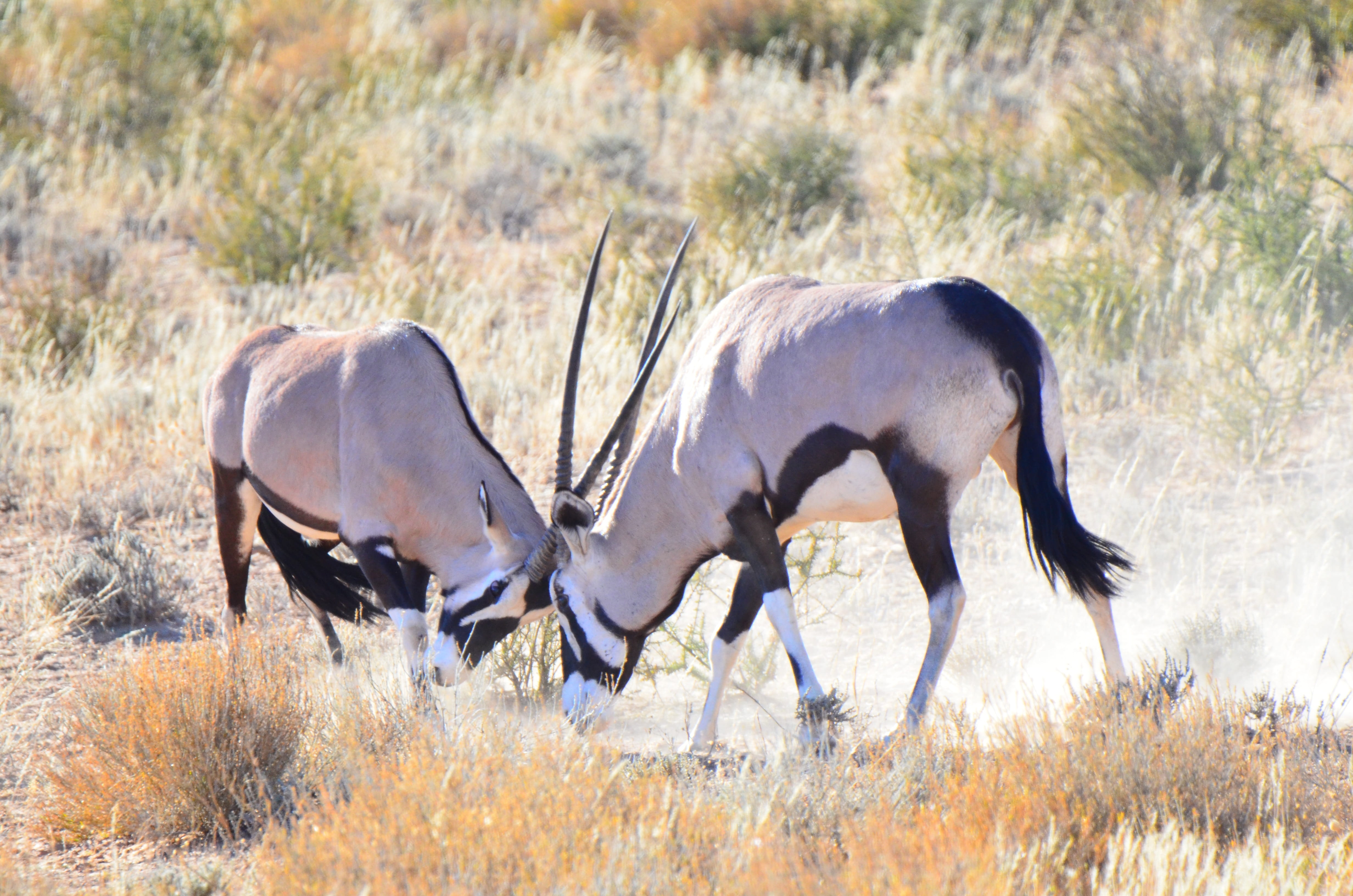 4K, herbivorous, animal, domestic animals, side view, outdoors, gemsbuck, mammal, botswana, wildlife, animal wildlife, antelope, vertebrate, land, livestock, HD Wallpaper