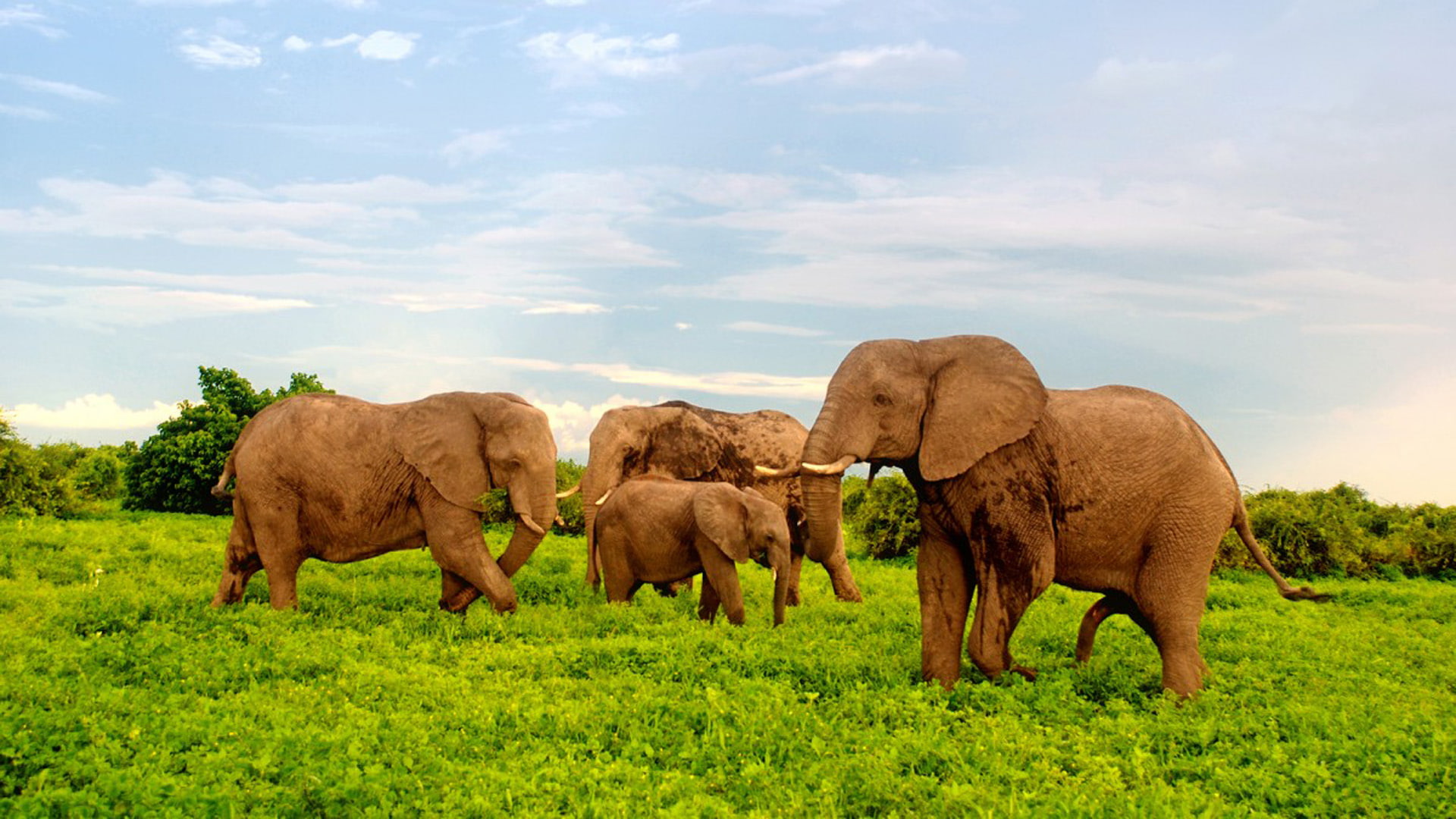 african, national, botswana, hd, africa, elephants, desktop, park, 1080P, chobe, HD Wallpaper