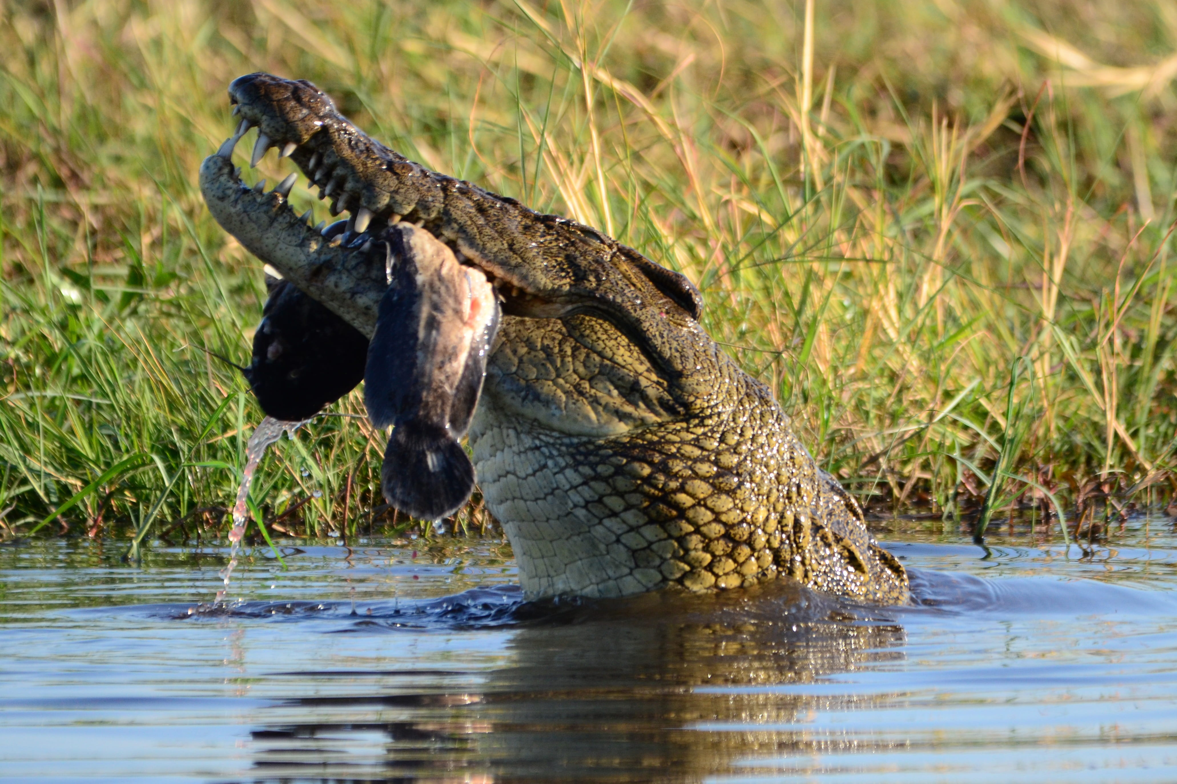 grass, crocodile, animal head, focus on foreground, animals in the wild, animal scale, no people, water, 4K, nature, vertebrate, animal, botswana, waterfront, HD Wallpaper