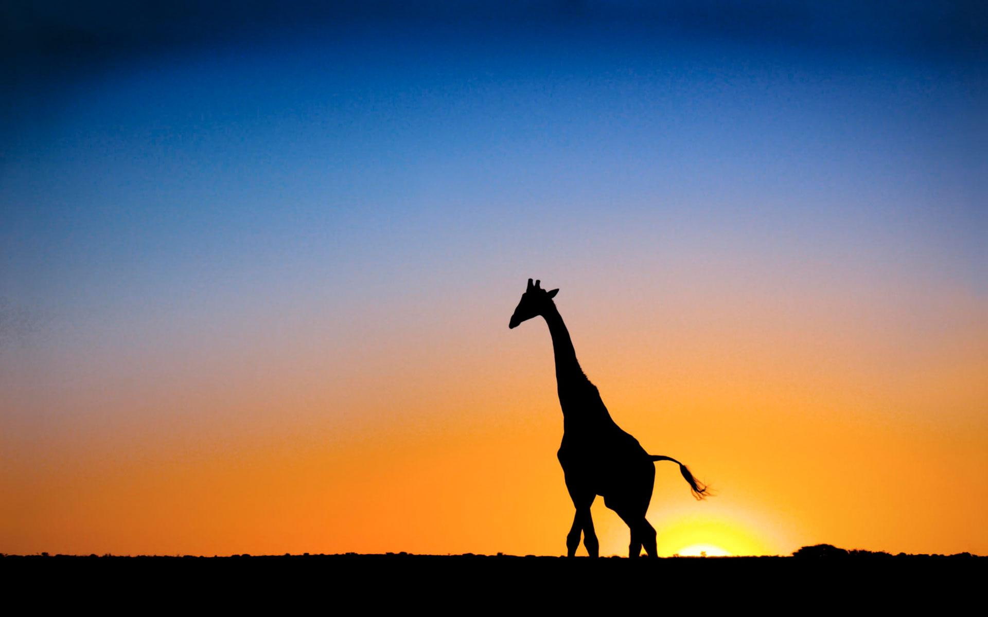 africa, botswana, giraffe, sweet, animals, 1080P, HD Wallpaper