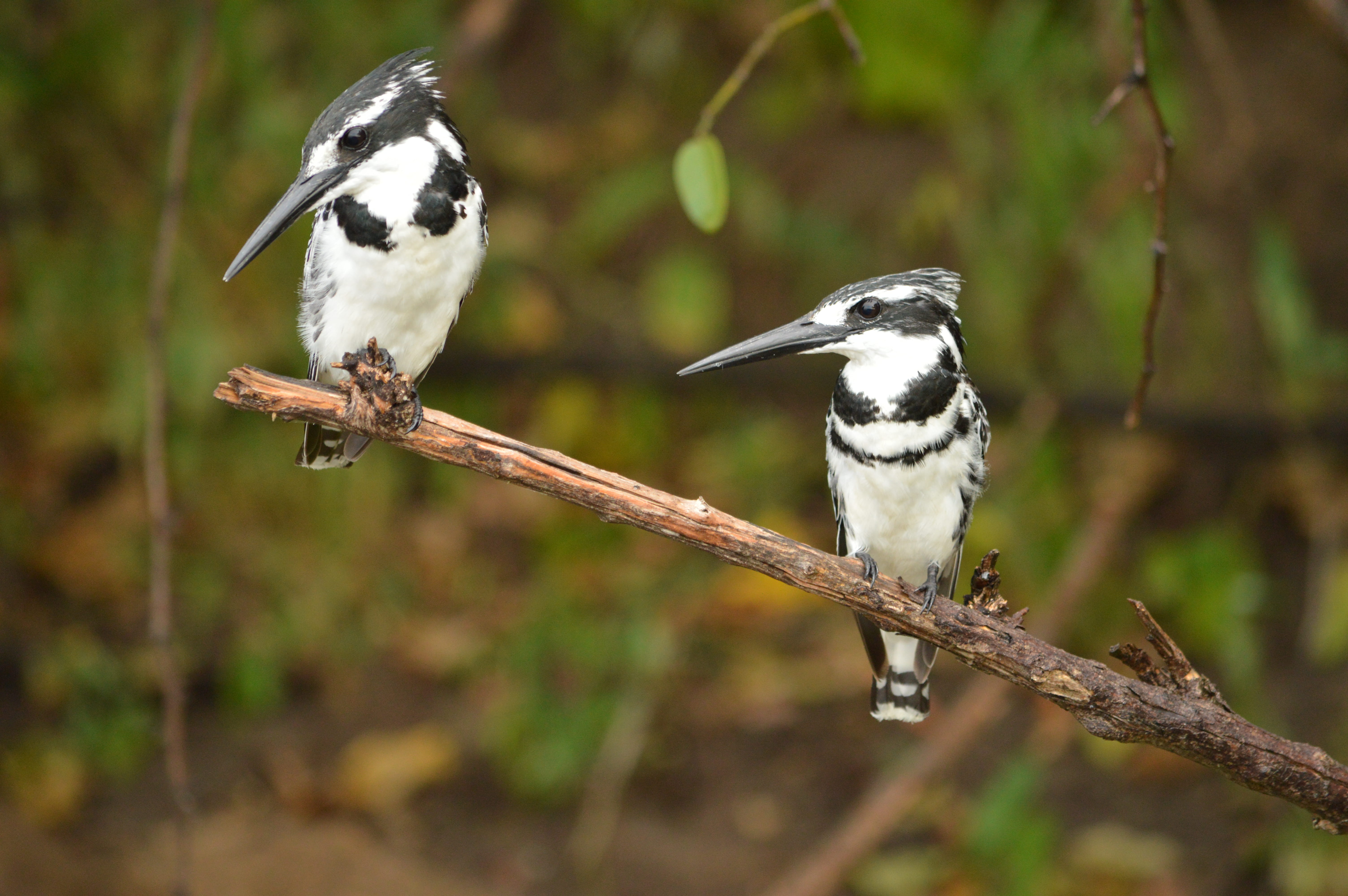 black, 5K, plant, woodpecker, no people, beak, vertebrate, chobe, tree, animals in the wild, day, bird, nature, animal themes, stick - plant part, white color, HD Wallpaper