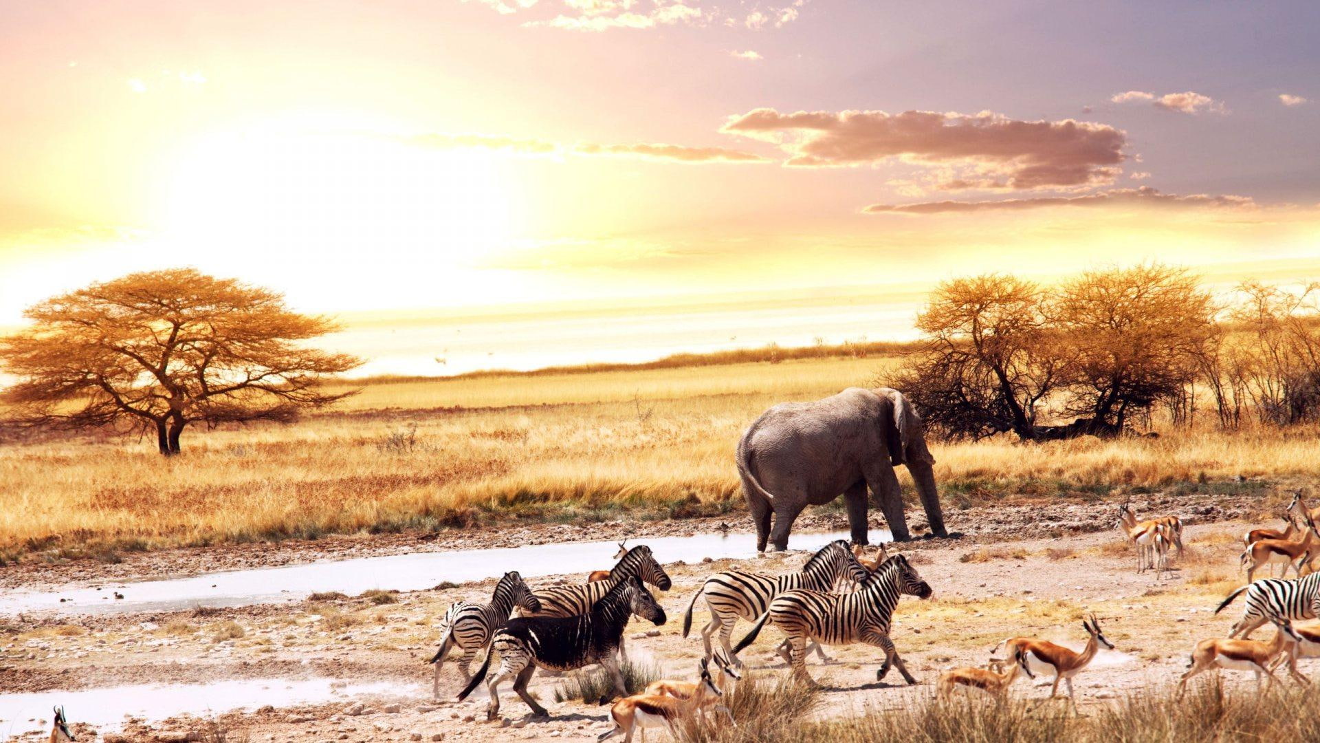 1080P, sunrise, water hole, animals, amazing, african, savannah, HD Wallpaper