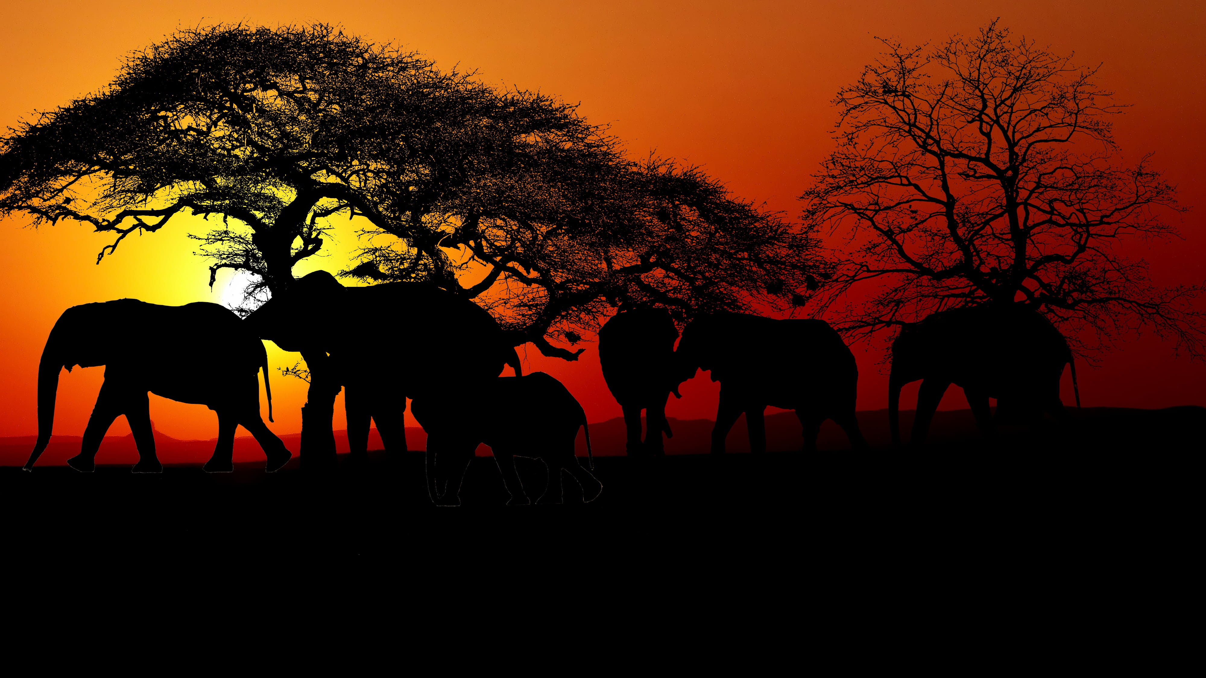 dry, 4K, outdoors, tree, vertebrate, sunset, animal wildlife, african elephant, elephants, animal themes, savannah, elephant, plant, domestic animals, HD Wallpaper