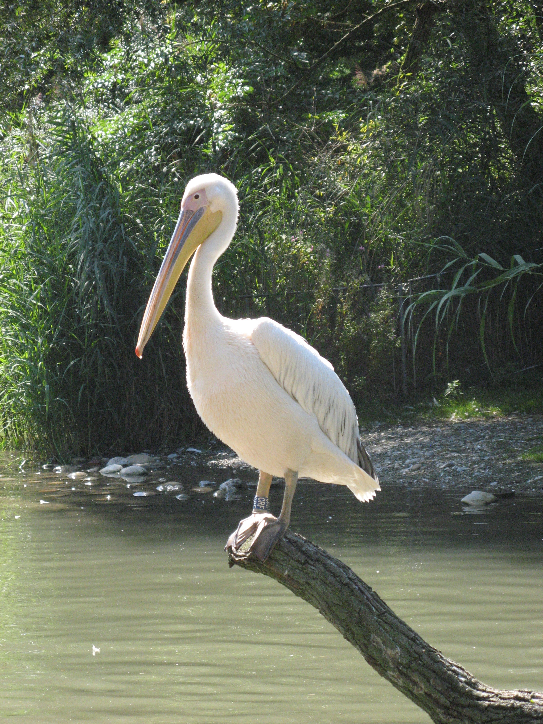 zoo, nature, water, white color, animal wildlife, heron, basel, animals in the wild, one animal, 2K, tree, beak, bird, day, vertebrate, beauty in nature, Phone HD Wallpaper
