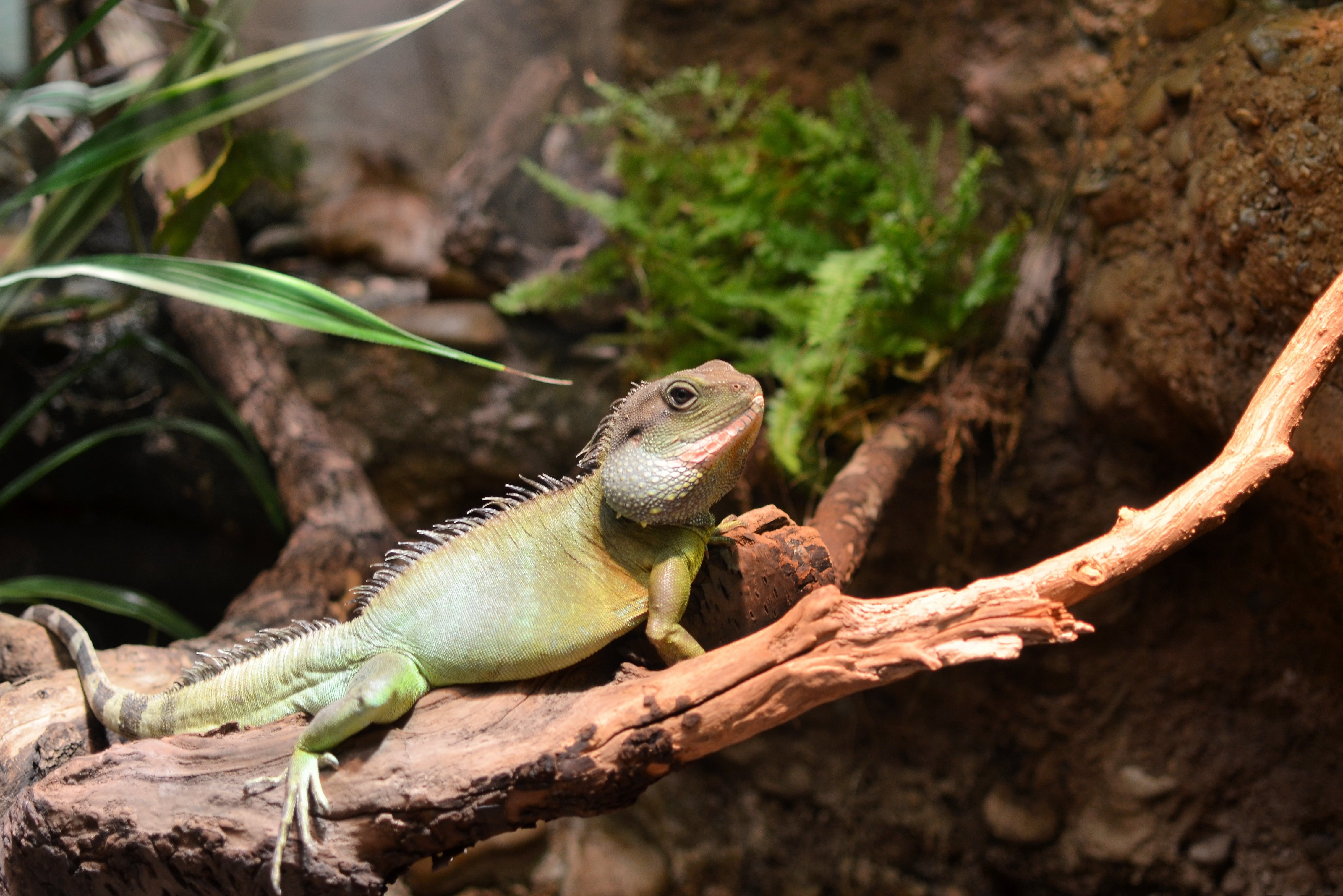 animal themes, one animal, zoo, animal scale, no people, animal wildlife, outdoors, color, reptile, rodent, little, animals in the wild, nature, land, vertebrate, HD Wallpaper