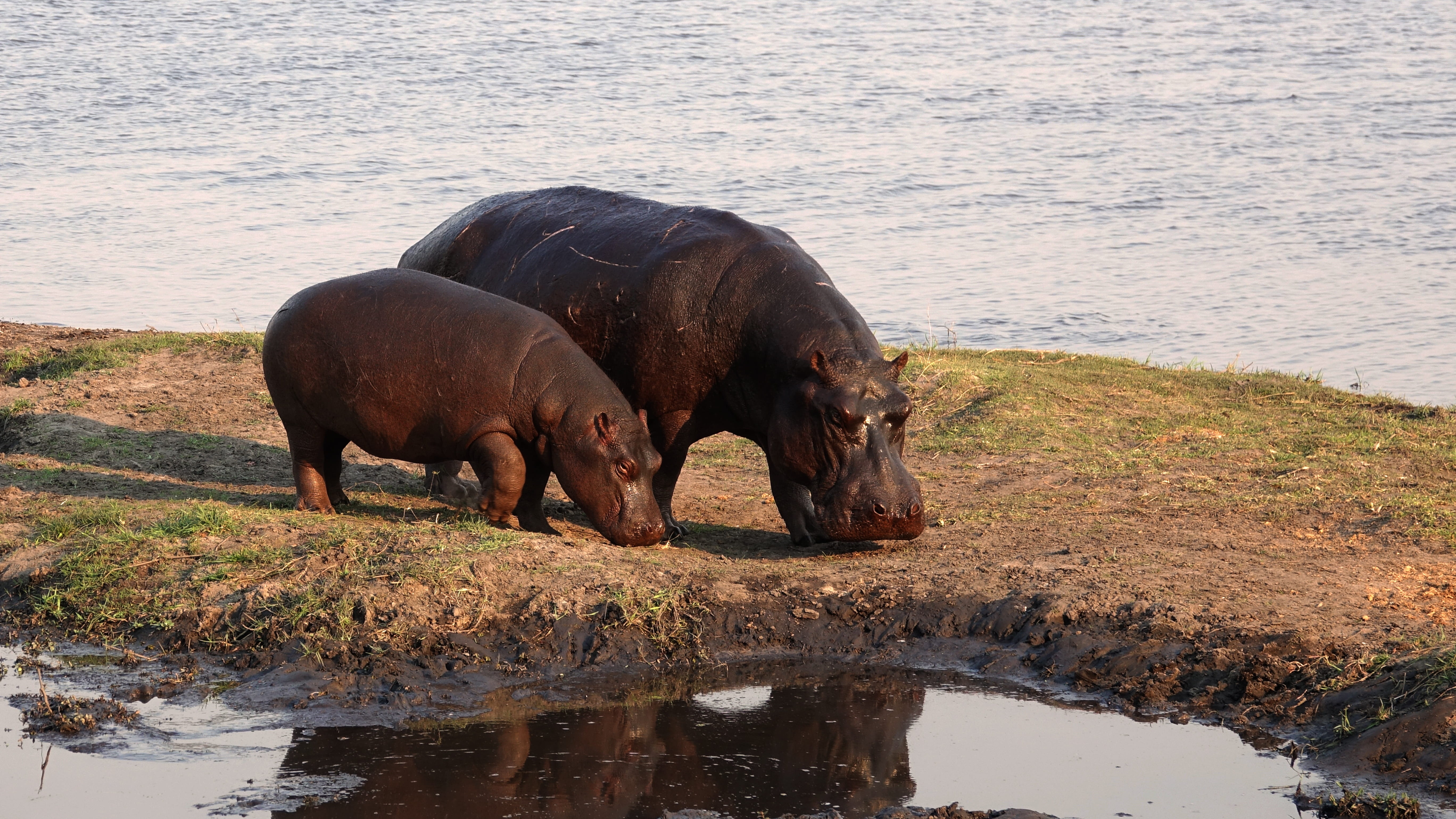 nature, wildlife, animals in the wild, hippo, outdoors, no people, africa, two animals, animal wildlife, drinking, waterfront, 5K, vertebrate, lake, photography, HD Wallpaper
