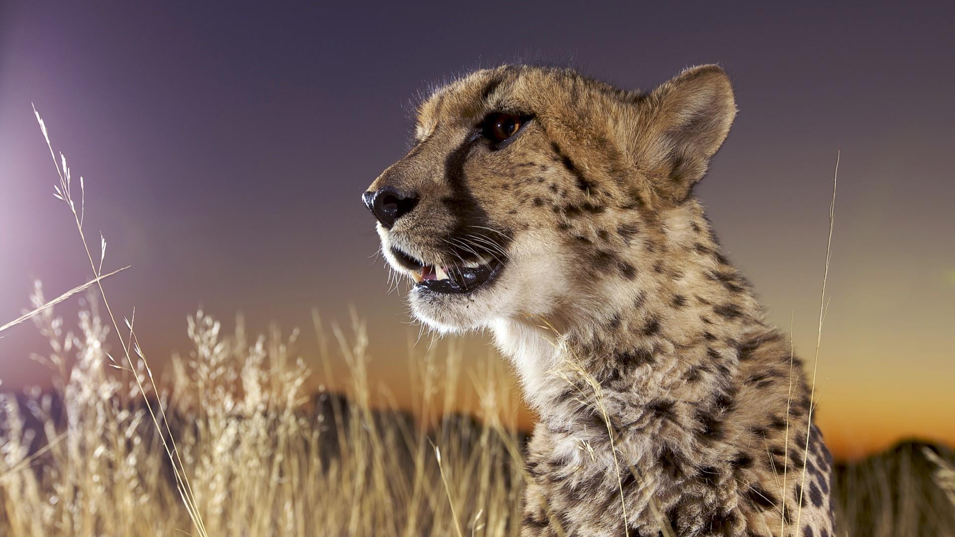 cat, mammal, africa, no people, whiskers, savanna, close-up, big cats, safari, big cat, undomesticated cat, animal themes, looking, 1080P, profile view, HD Wallpaper