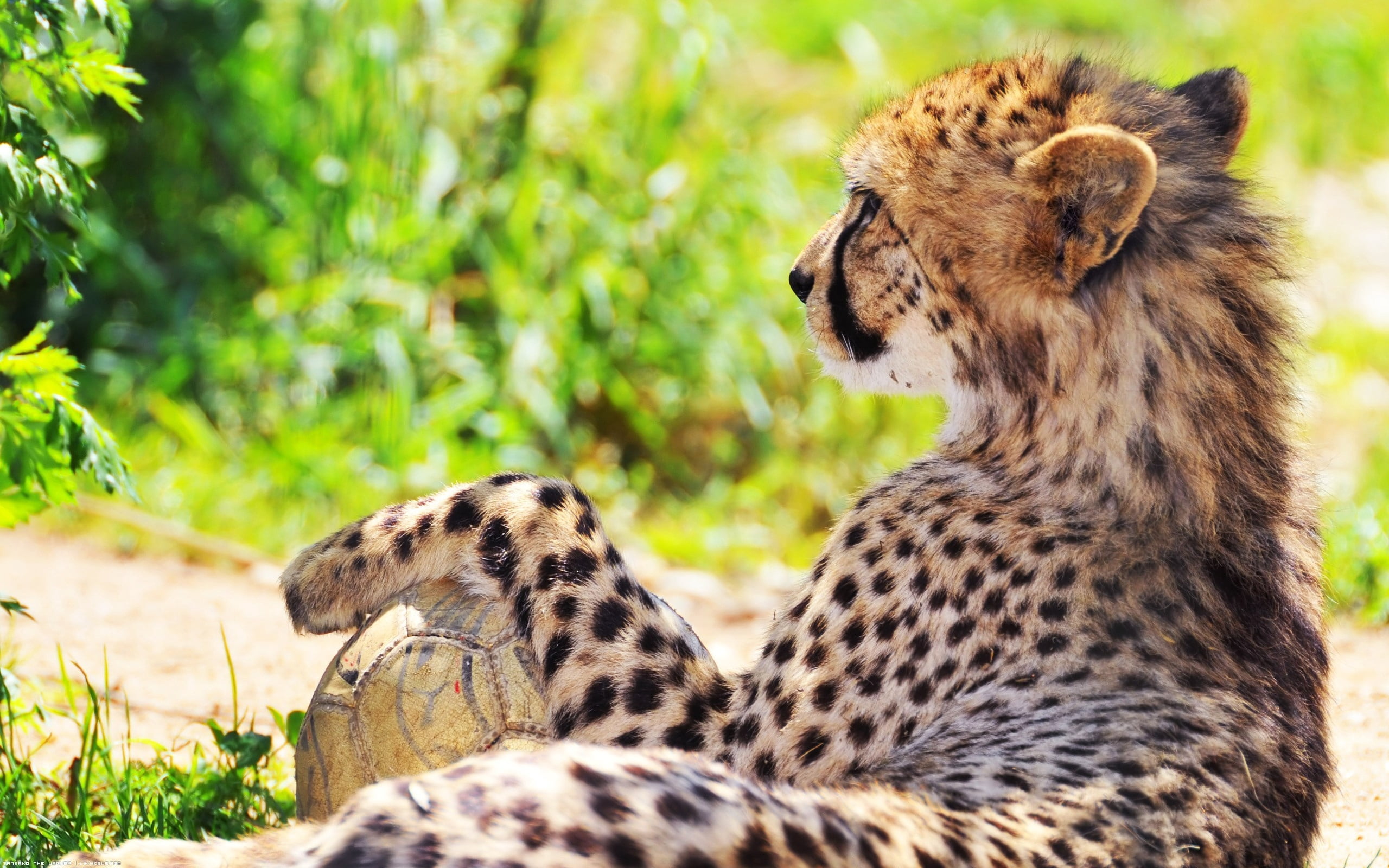 spotted, safari, focus on foreground, kenya, no People, endangered Species, fur, safari Animals, animal themes, beauty In Nature, animal family, group of animals, HD Wallpaper