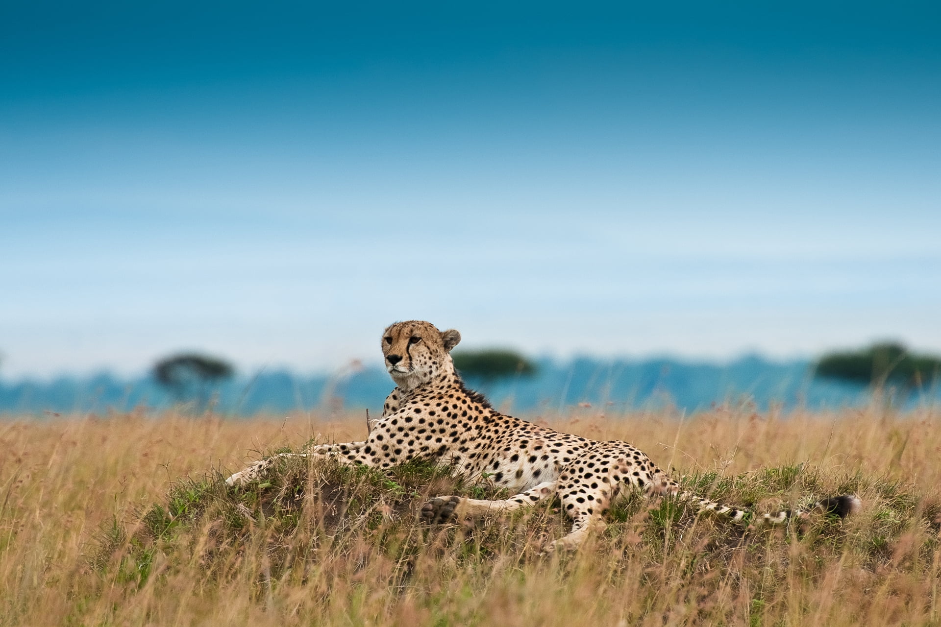 steppe, leisure, environment, endangered Species, masai Mara National Reserve, serengeti National Park, national Park, animals Hunting, landscape, safari, HD Wallpaper