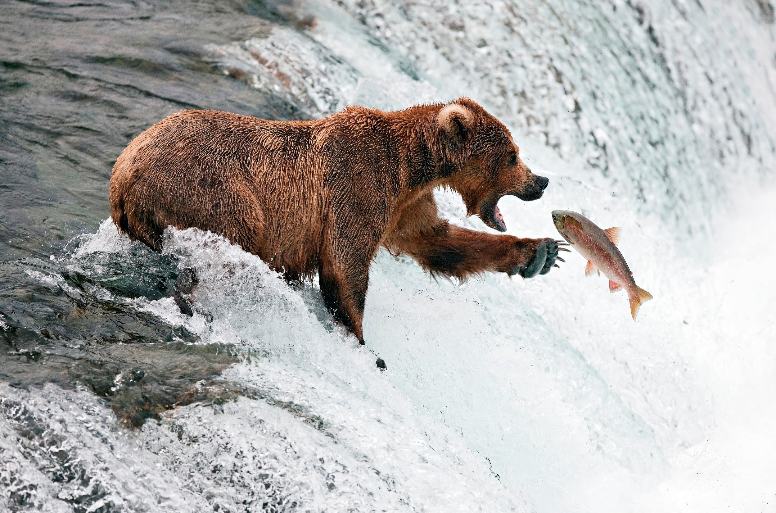 danger, vertebrate, hungry, hunting, grizzly, mammal, no people, alaska - Usa State, river, water, arctic, animal, animal wildlife, large, splashing, wildlife, HD Wallpaper