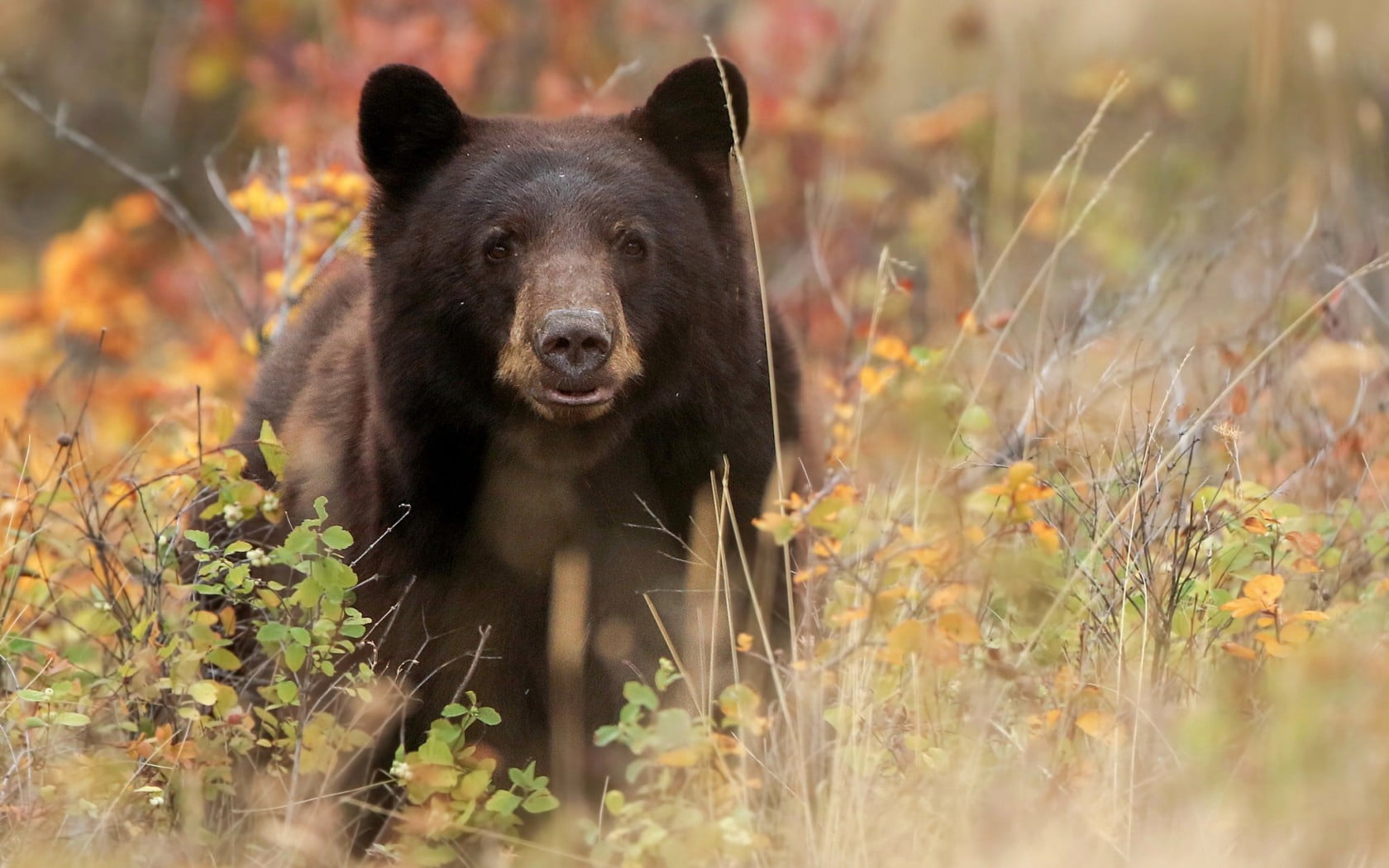 selective focus, land, day, brown, mammal, vertebrate, portrait, grass, animal themes, animal wildlife, muzzle, nature, carnivore, animal, black, wilderness Area, HD Wallpaper