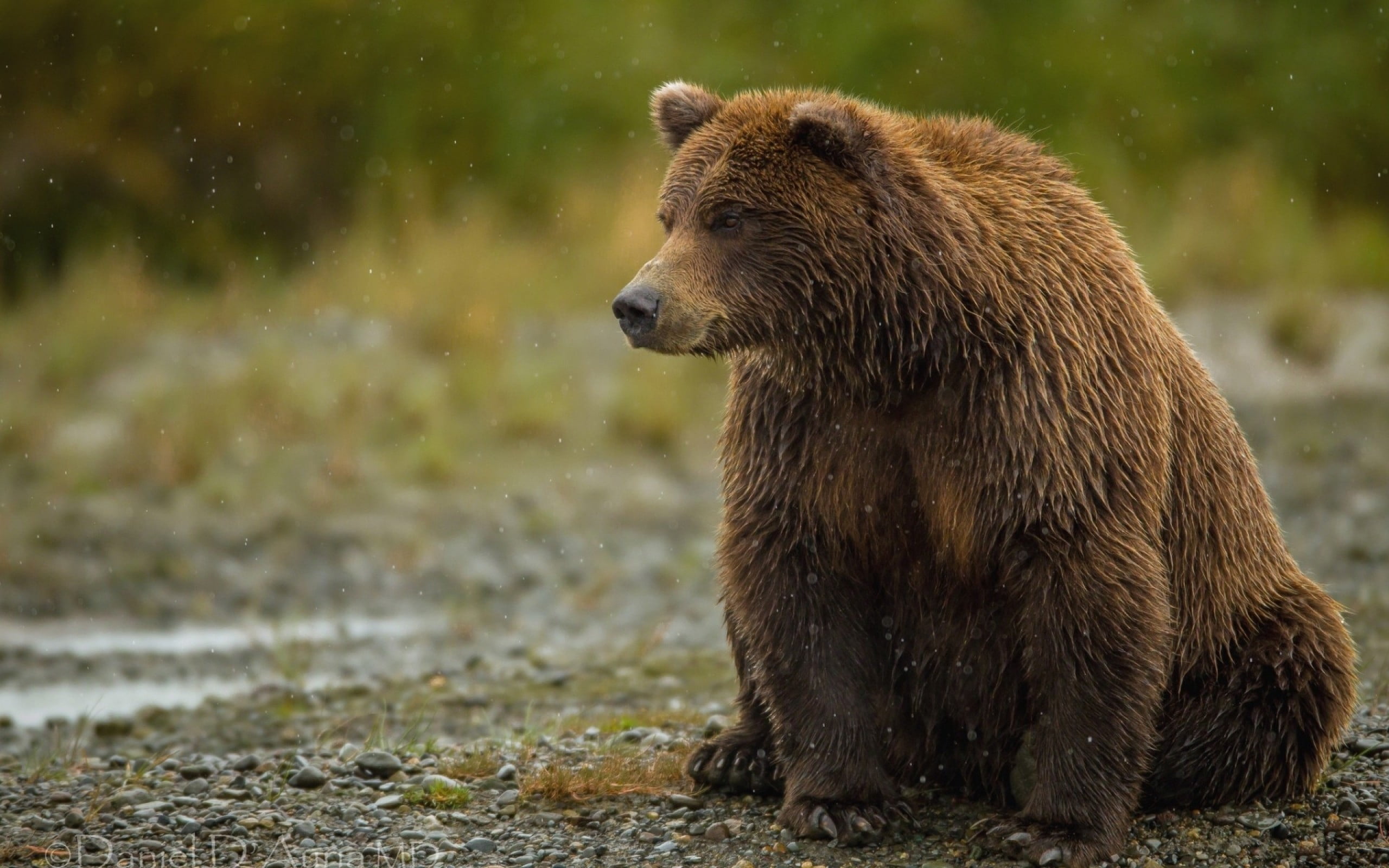 large, bear, mammal, thick, animal themes, looking, wildlife, nature, focus on foreground, day, sitting, alaska - Usa State, fur, animal, animals In The Wild, HD Wallpaper