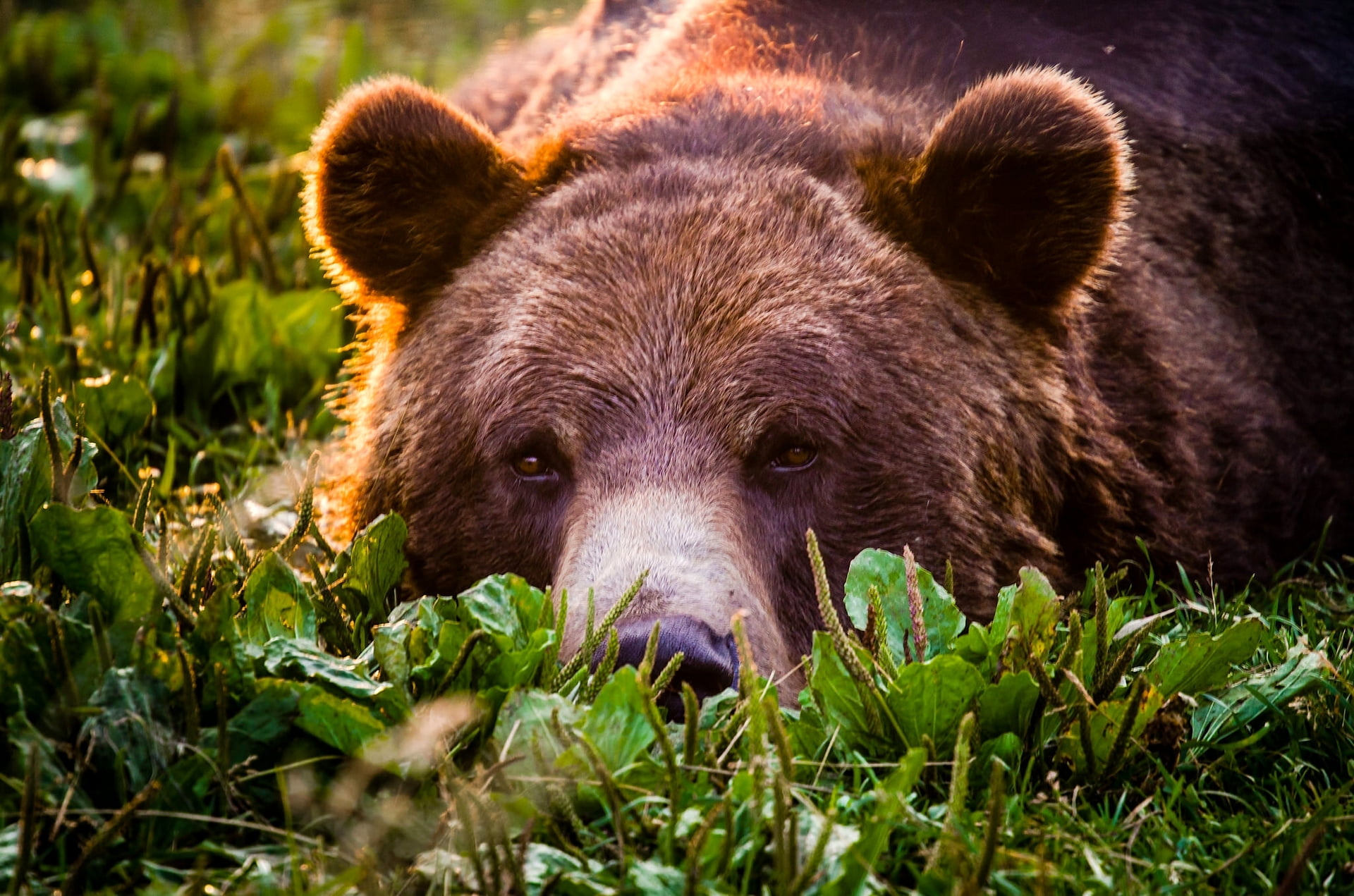 carnivora, cute, bear, mammal, animal, look, outdoors, nature, forest, alaska - Usa State, no people, portrait, looking at camera, wildlife, animal themes, HD Wallpaper