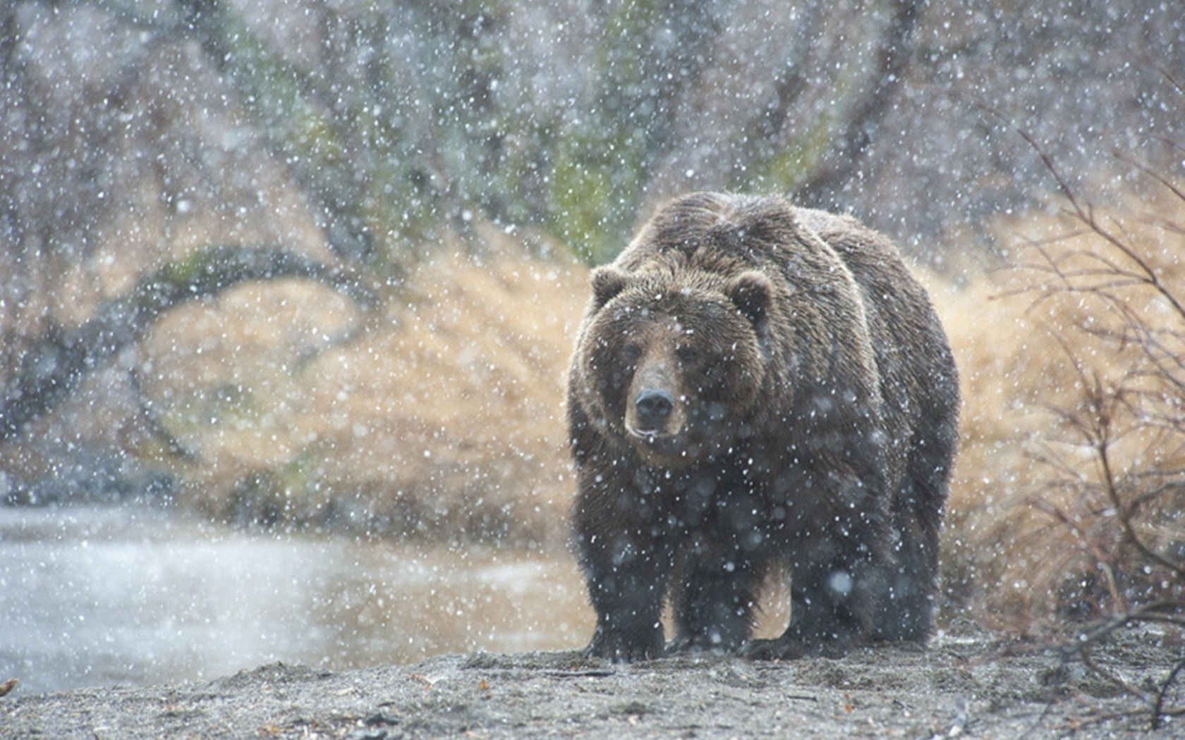 bear, brown, 720P, kamchatka, animals In The Wild, animal wildlife, outdoors, water, brown Bear, cold temperature, alaska - Usa State, fur, one Animal, HD Wallpaper
