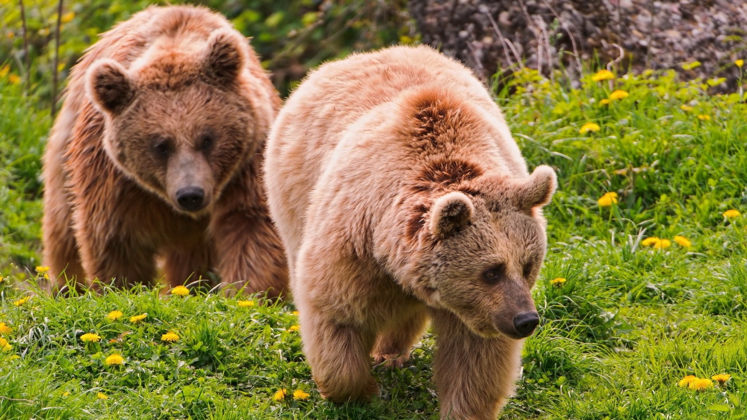 bear, two, plant, 2K, wildlife, couple, fur, vertebrate, brown Bear, group of animals, forest, animal family, two animals, large, walk, animals In The Wild, HD Wallpaper