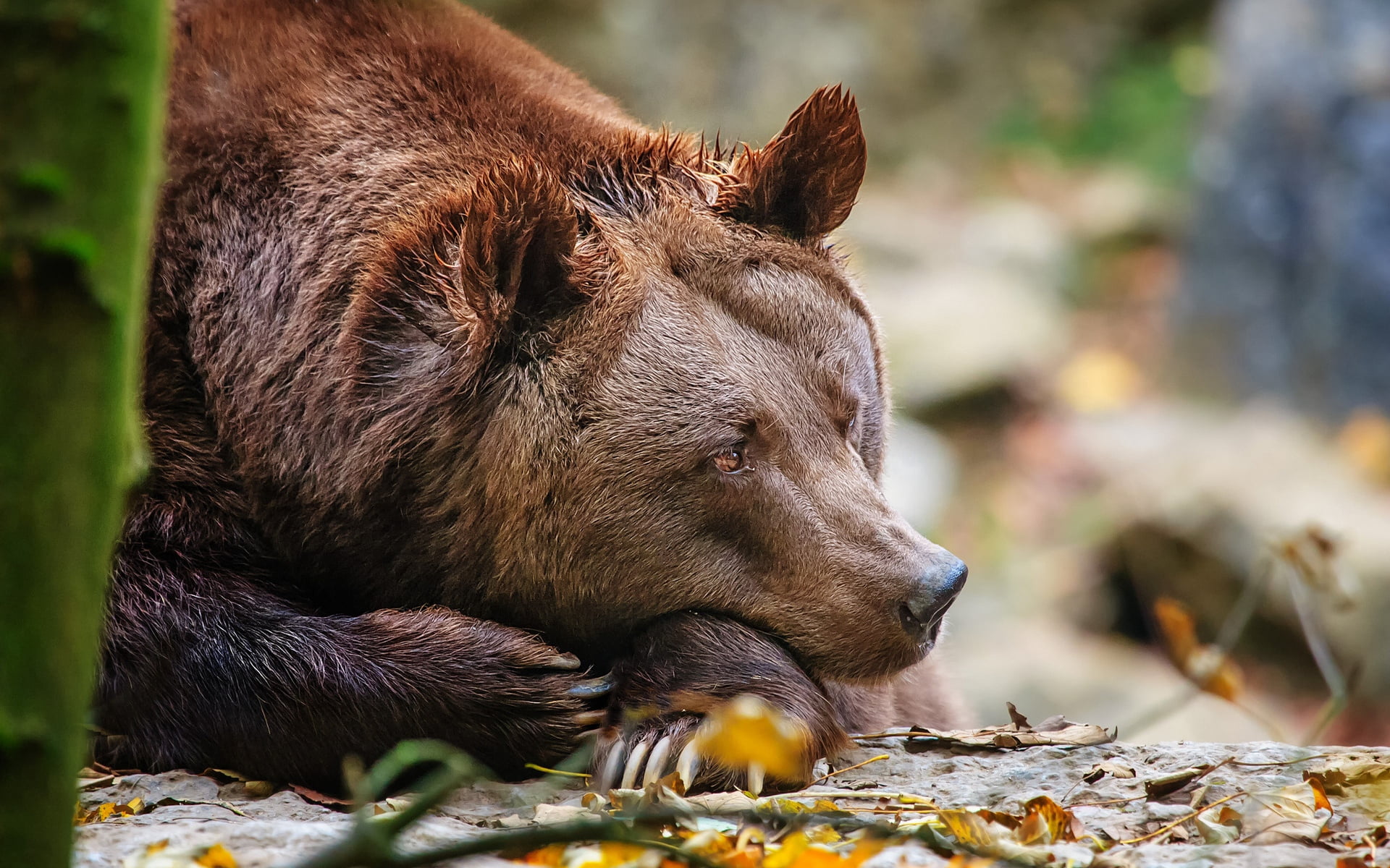looking, no people, sleep, land, carnivore, alaska - Usa State, brown Bear, cute, wildlife, field, focus on foreground, close-up, mammal, animal head, 1080P, HD Wallpaper