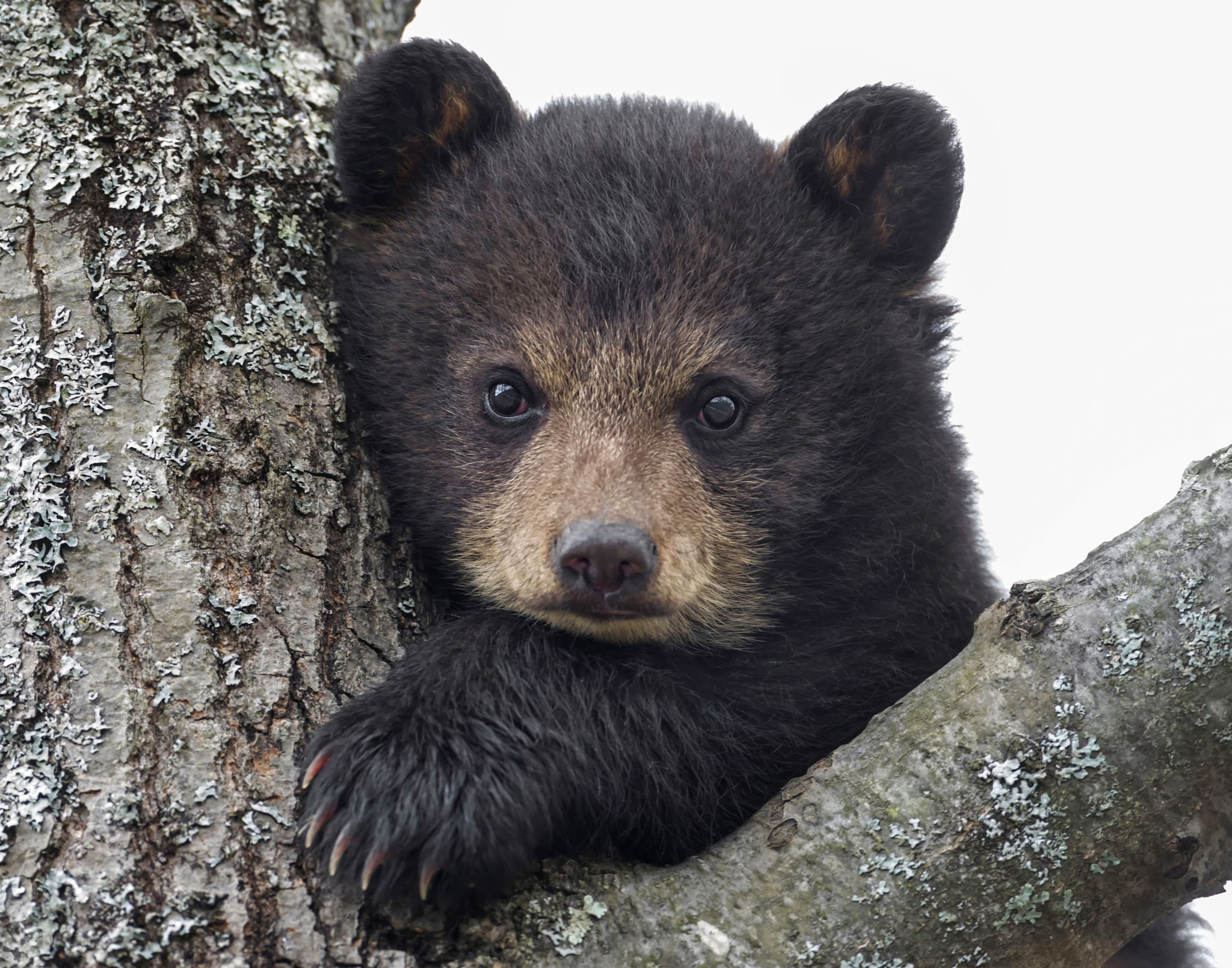 muzzle, bear, eyes, alaska - Usa State, looking at camera, day, wood - material, no people, tree, 1080P, close-up, animal, brown Bear, nature, cub, brown, HD Wallpaper