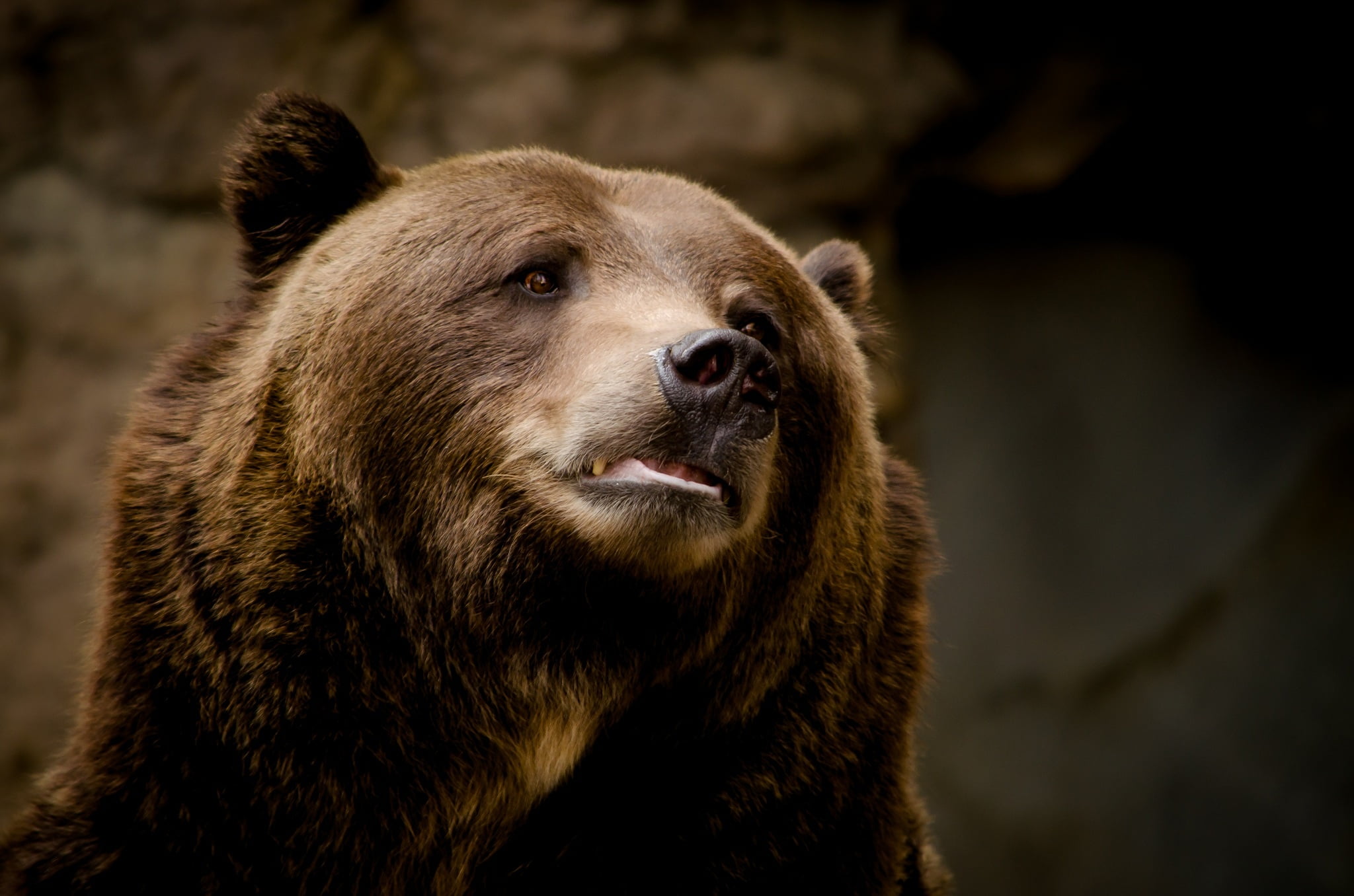 zoo, alaska - Usa State, fur, looking away, animal wildlife, focus on foreground, cute, looking, large, carnivore, digital, canada, predator, sad, 1080P, HD Wallpaper
