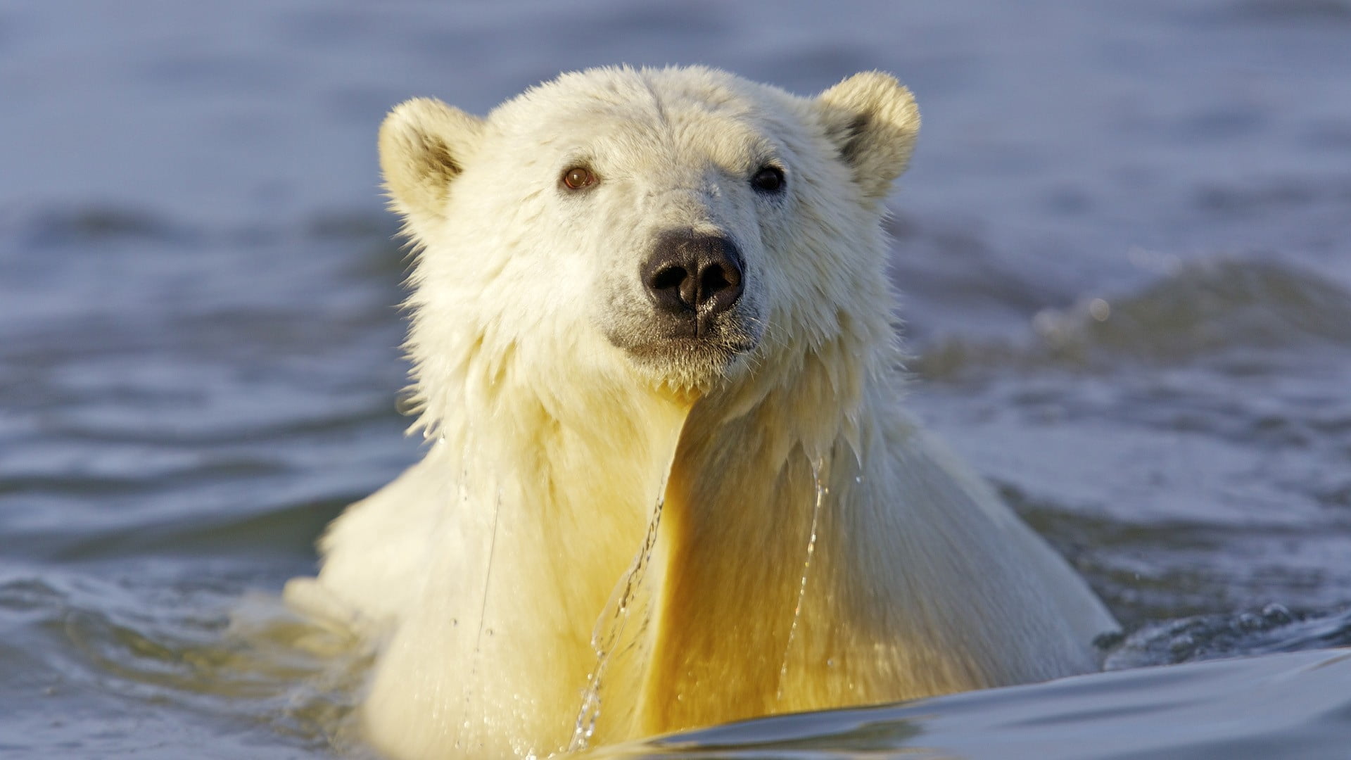 outdoors, animal body part, sea, bear, animal themes, portrait, close-up, animal wildlife, no People, vertebrate, day, polar Bear, polar, alaska - Usa State, HD Wallpaper