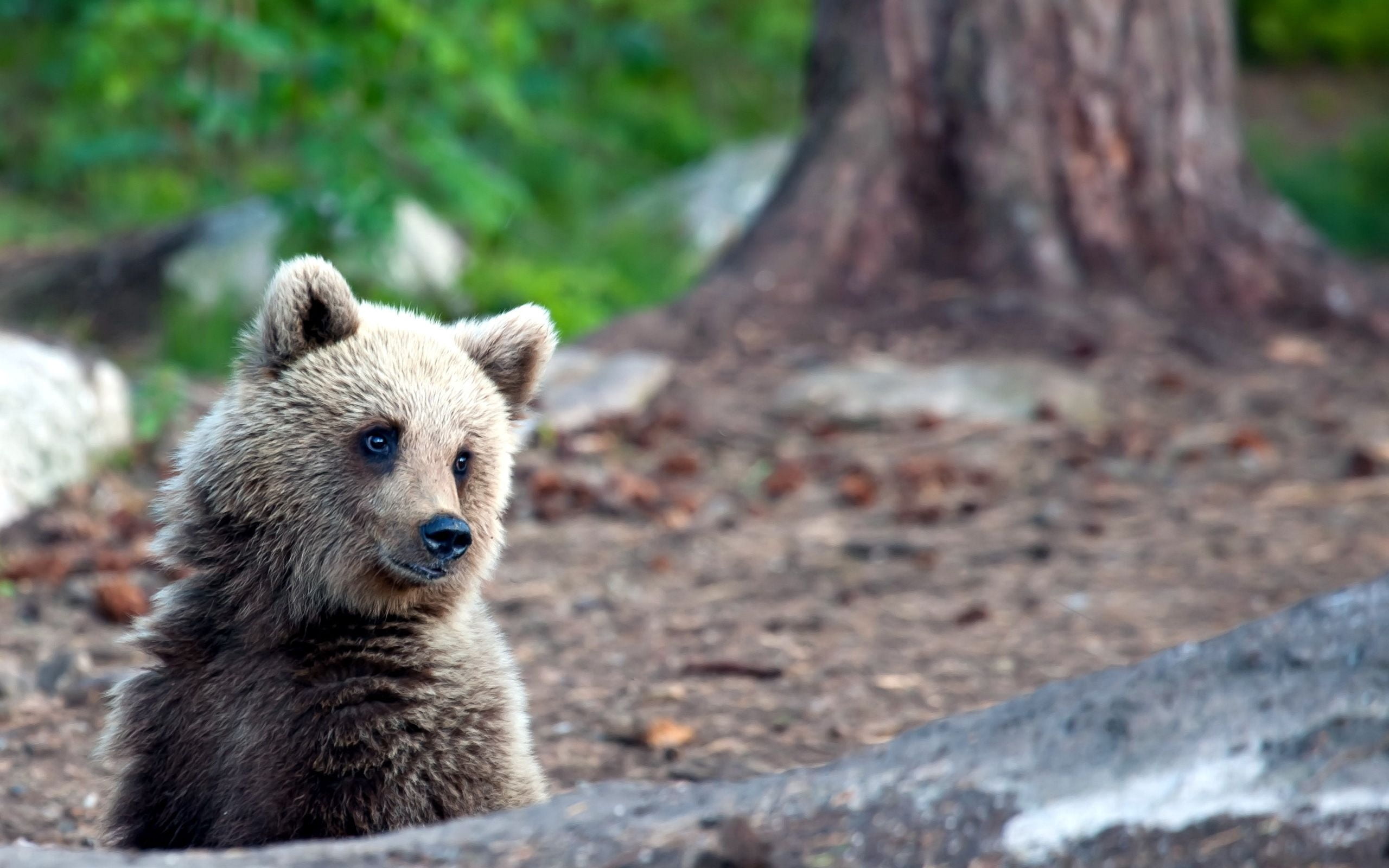 outdoors, mammal, wonder, tree, looking, animal, no People, canada, bear, brown, day, grizzly, carnivore, 2K, portrait, tree trunk, vertebrate, zoo, summer, HD Wallpaper