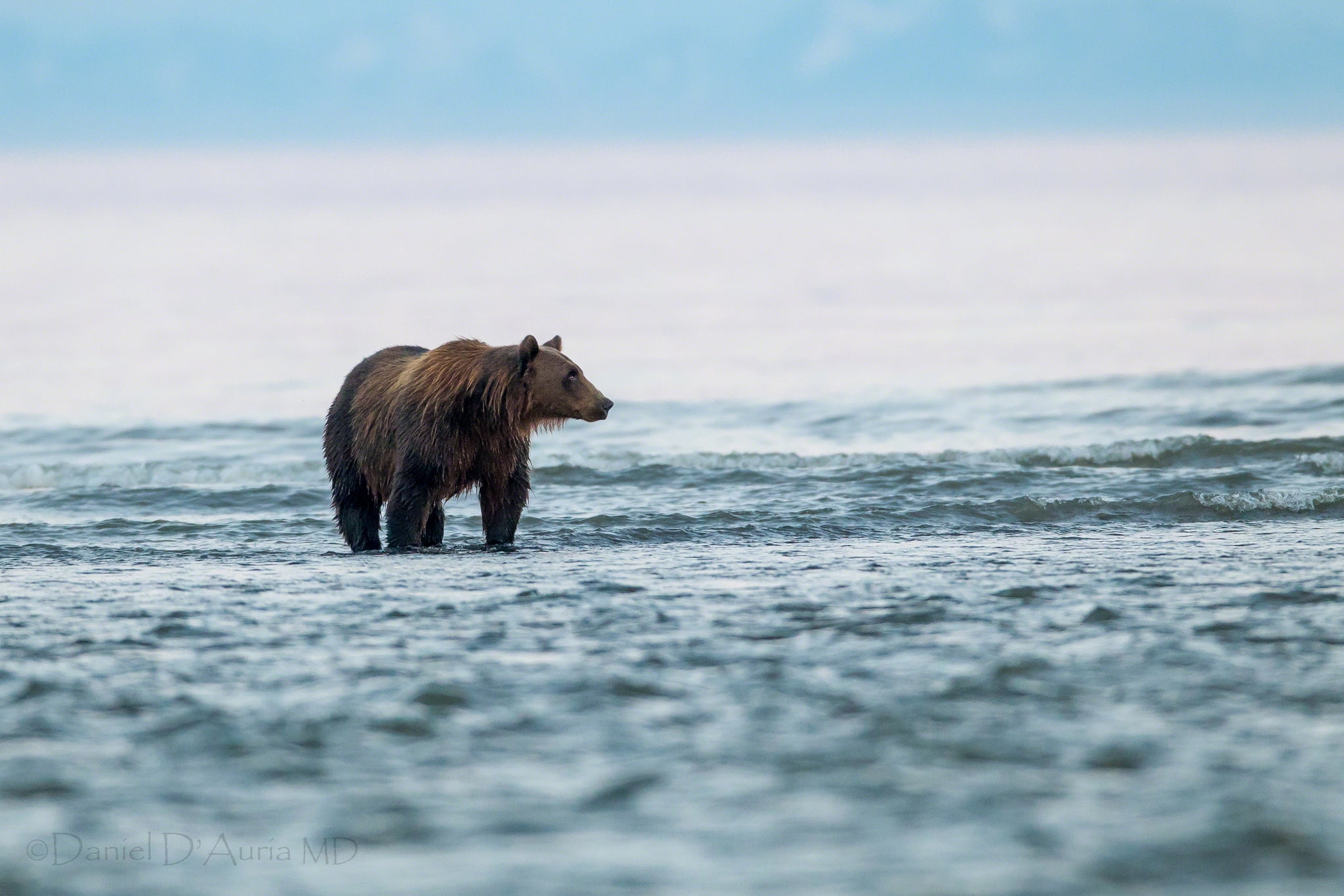 brown Bear, wave, animals In The Wild, animal themes, motion, mammal, carnivore, one animal, animal wildlife, walk, outdoors, bear, water, land, large, HD Wallpaper