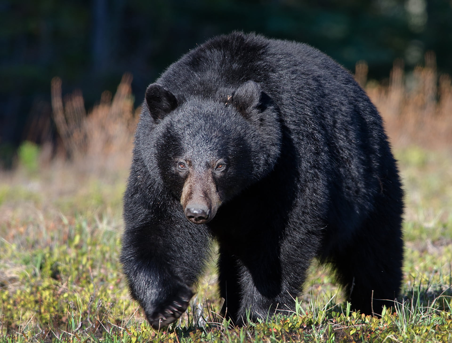 no people, forest, vertebrate, cub, snout, outdoors, animals In The Wild, plant, grizzly, mammal, day, animal wildlife, brown Bear, grass, close-up, alaska - Usa State, HD Wallpaper