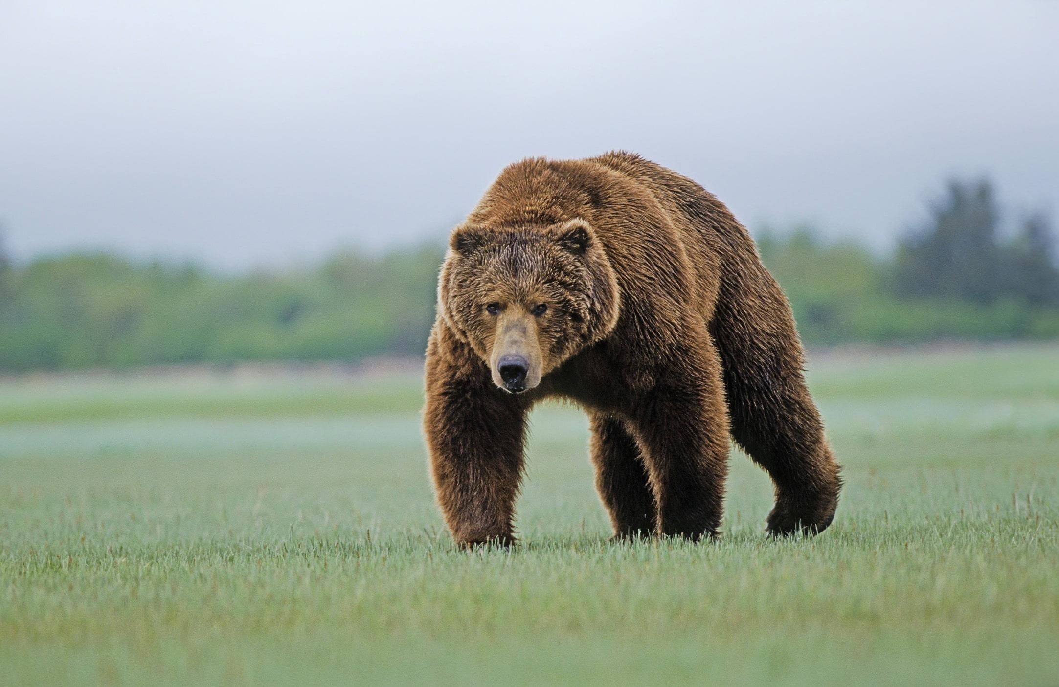 animal themes, walk, mammal, grizzly bear, grass, wildlife, brown, forest, animals In The Wild, nature, brown Bear, carnivore, day, 1080P, bear, canada, HD Wallpaper