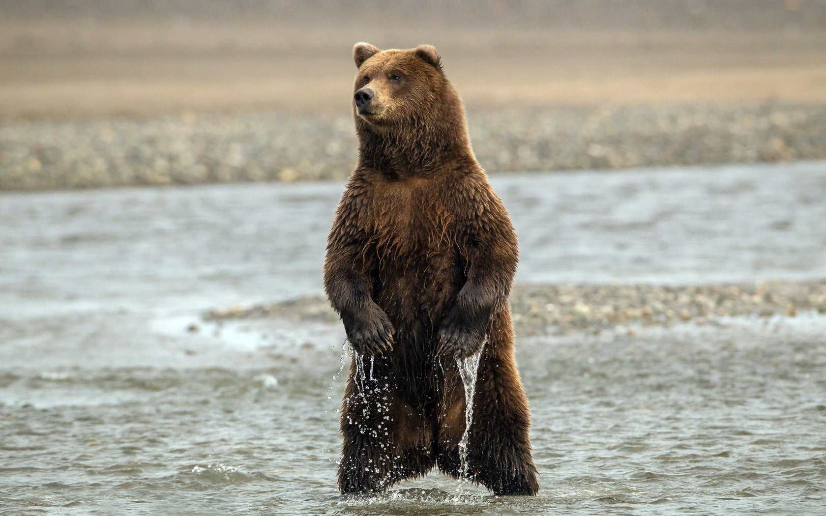 sea, brown, brown Bear, fur, focus on foreground, animal wildlife, animals In The Wild, 720P, paws, water, splashing, claws, no people, large, river, canada, HD Wallpaper