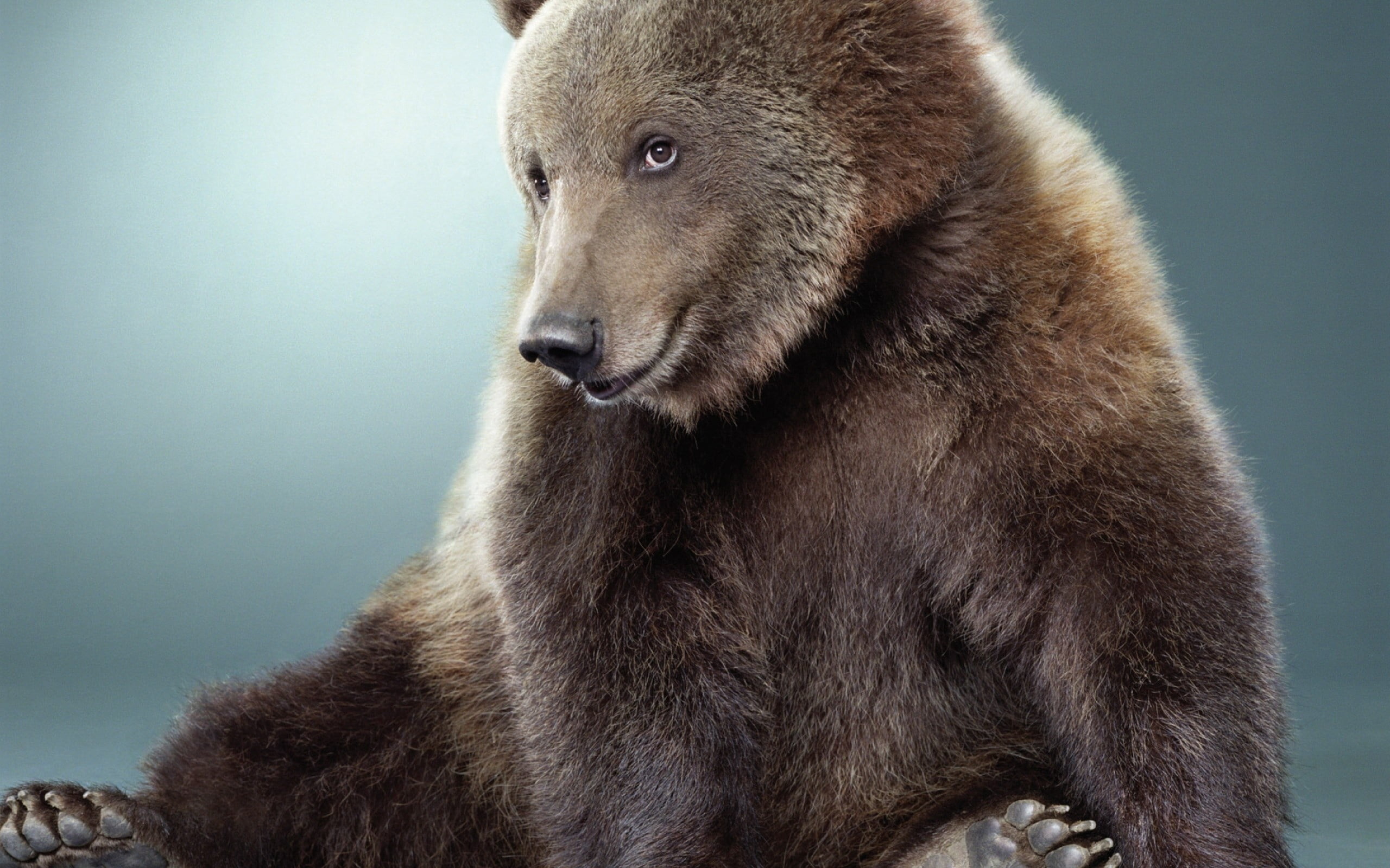 brown, black, 2K, looking, animal, animals In The Wild, wildlife, nature, colored background, vertebrate, young Animal, no People, bear, animal wildlife, HD Wallpaper