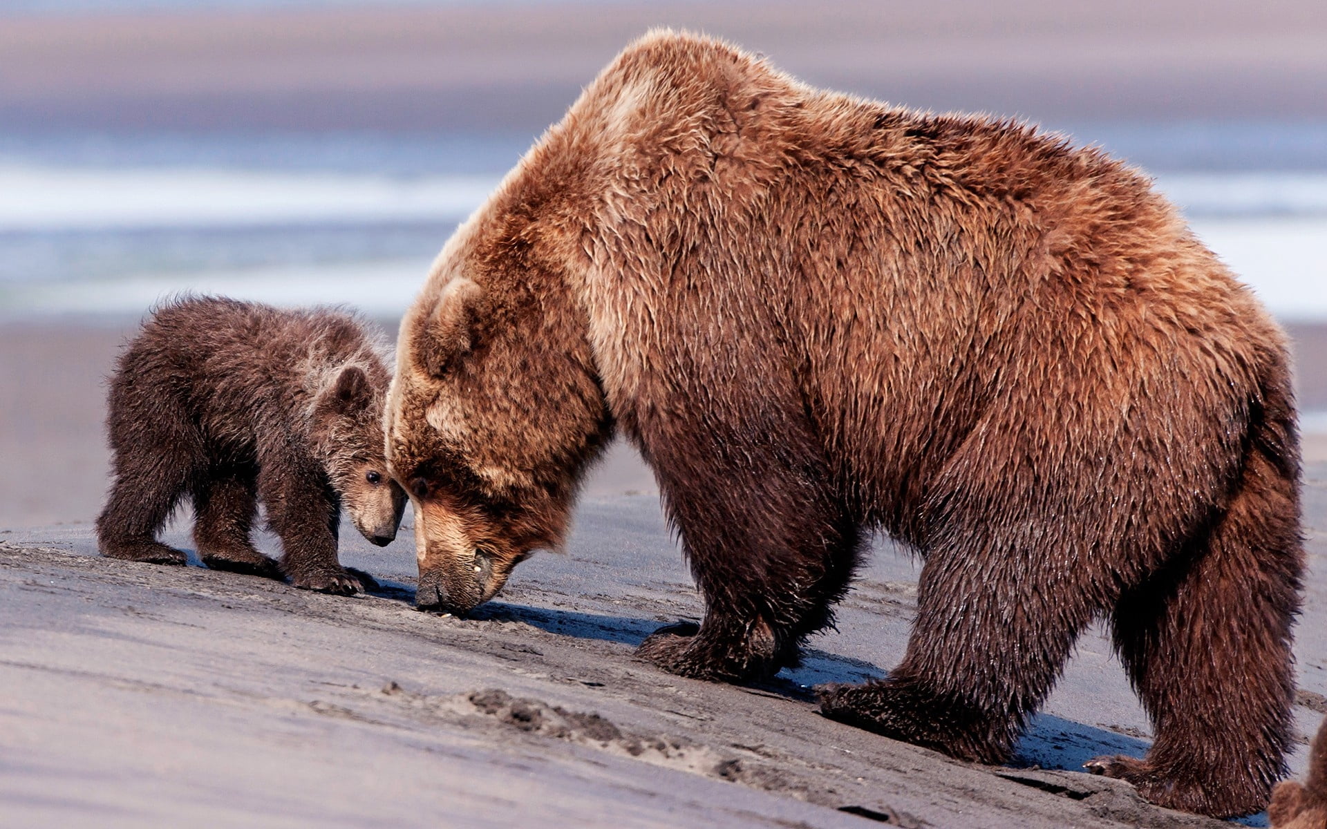 large, north, no people, 1080P, arctic, animal, canada, bear, side view, forest, animal themes, baby, fur, wildlife, brown Bear, brown, animal family, HD Wallpaper