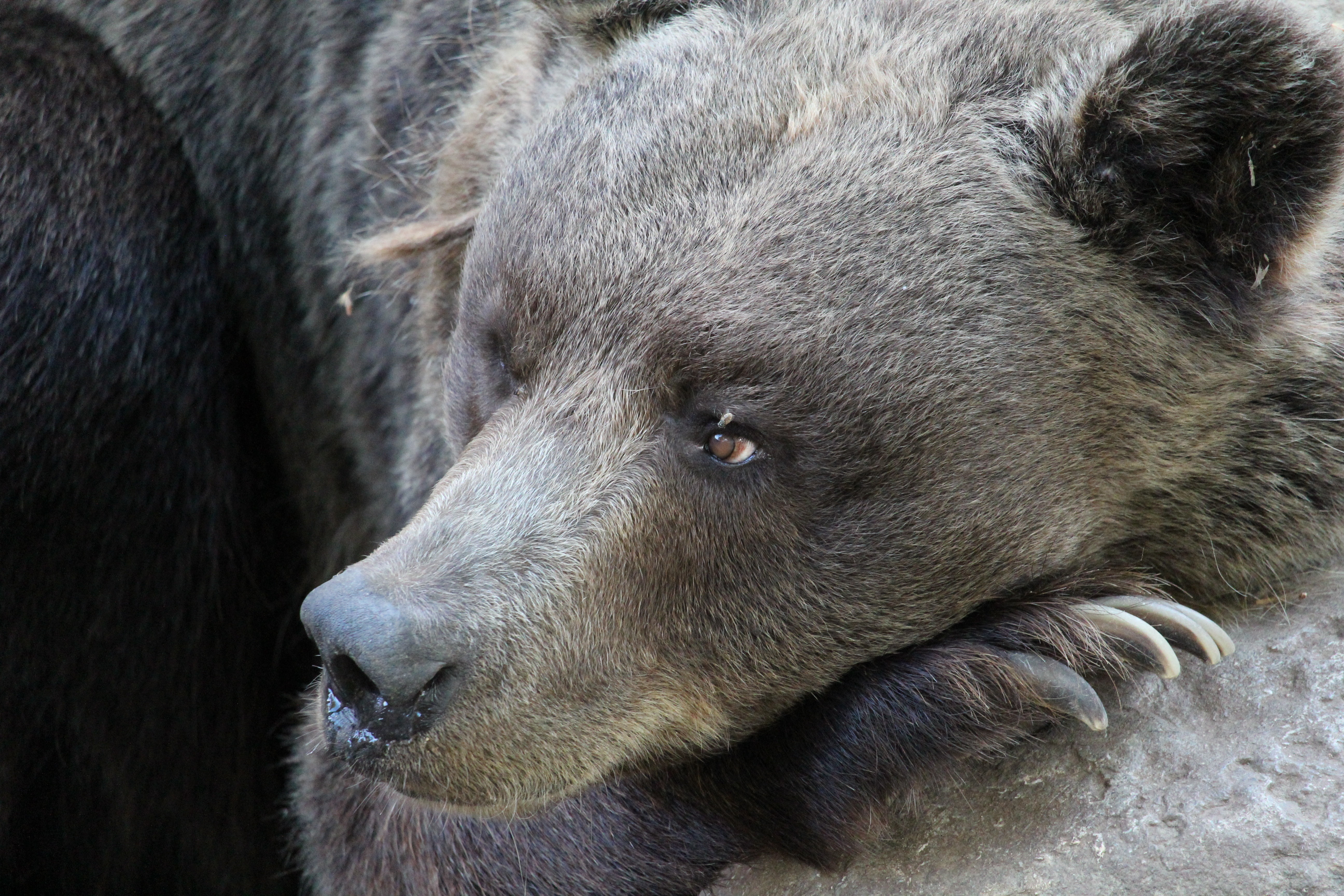 looking, alaska - Usa State, 5K, mammal, black, brown, muzzle, contemplation, one animal, zoo, fur, wildlife, carnivore, brown Bear, bear, large, animal head, HD Wallpaper