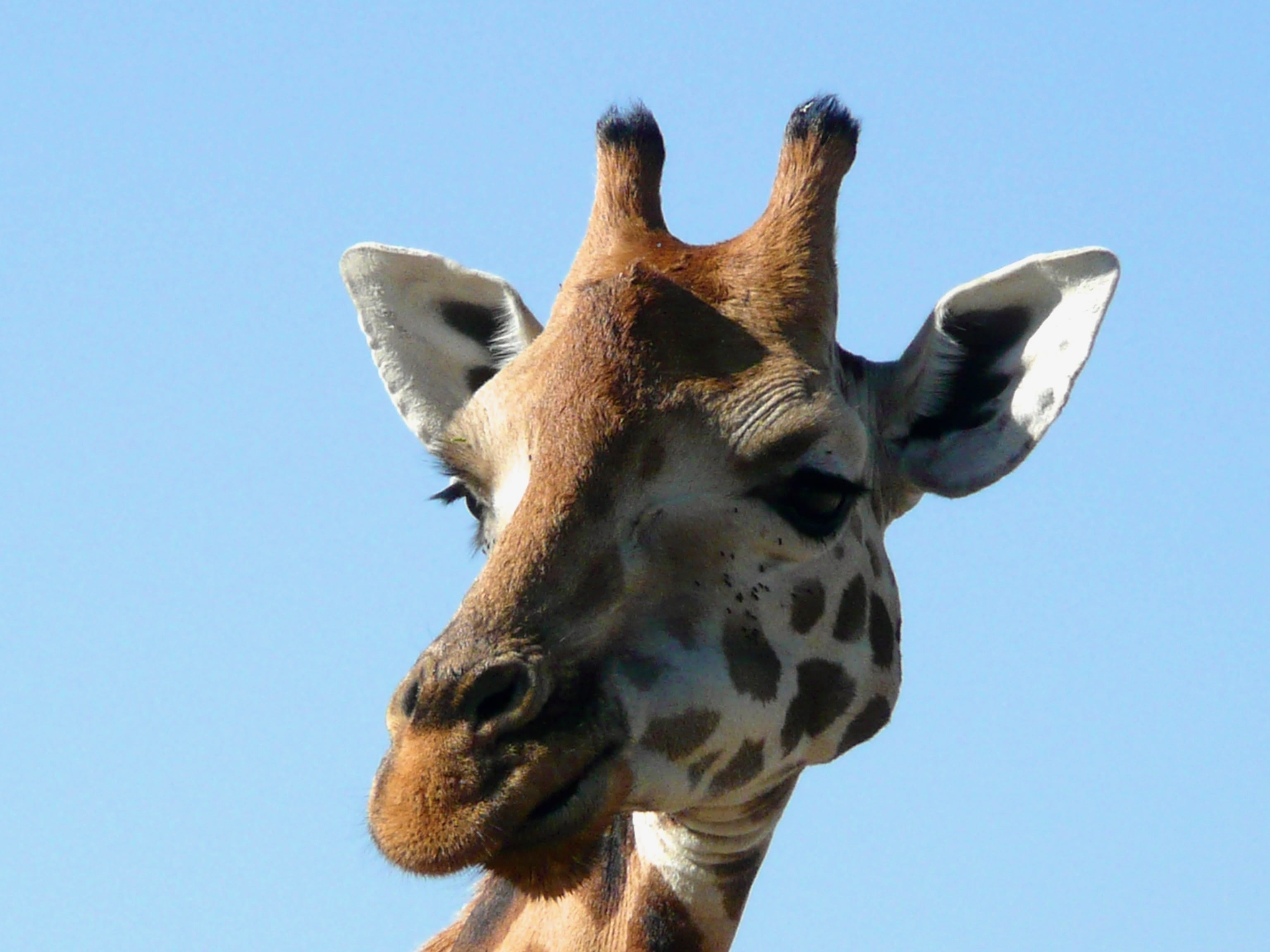 africa, giraffe, animal wildlife, animals in the wild, head, sky, park, tall, brown, outdoors, animal, animal head, animal body part, vertebrate, no people, HD Wallpaper