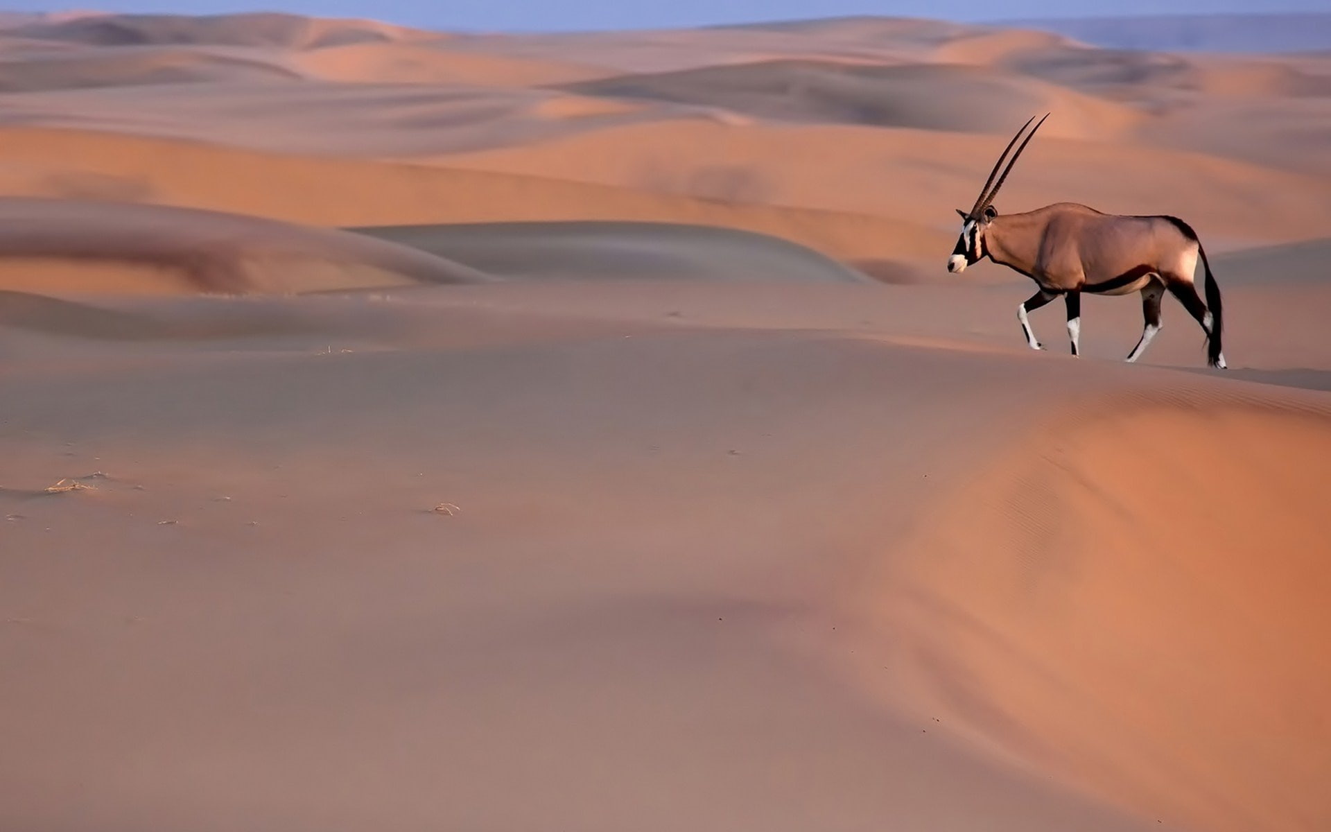 1080P, gemsbok, sand, oryx, desert, HD Wallpaper