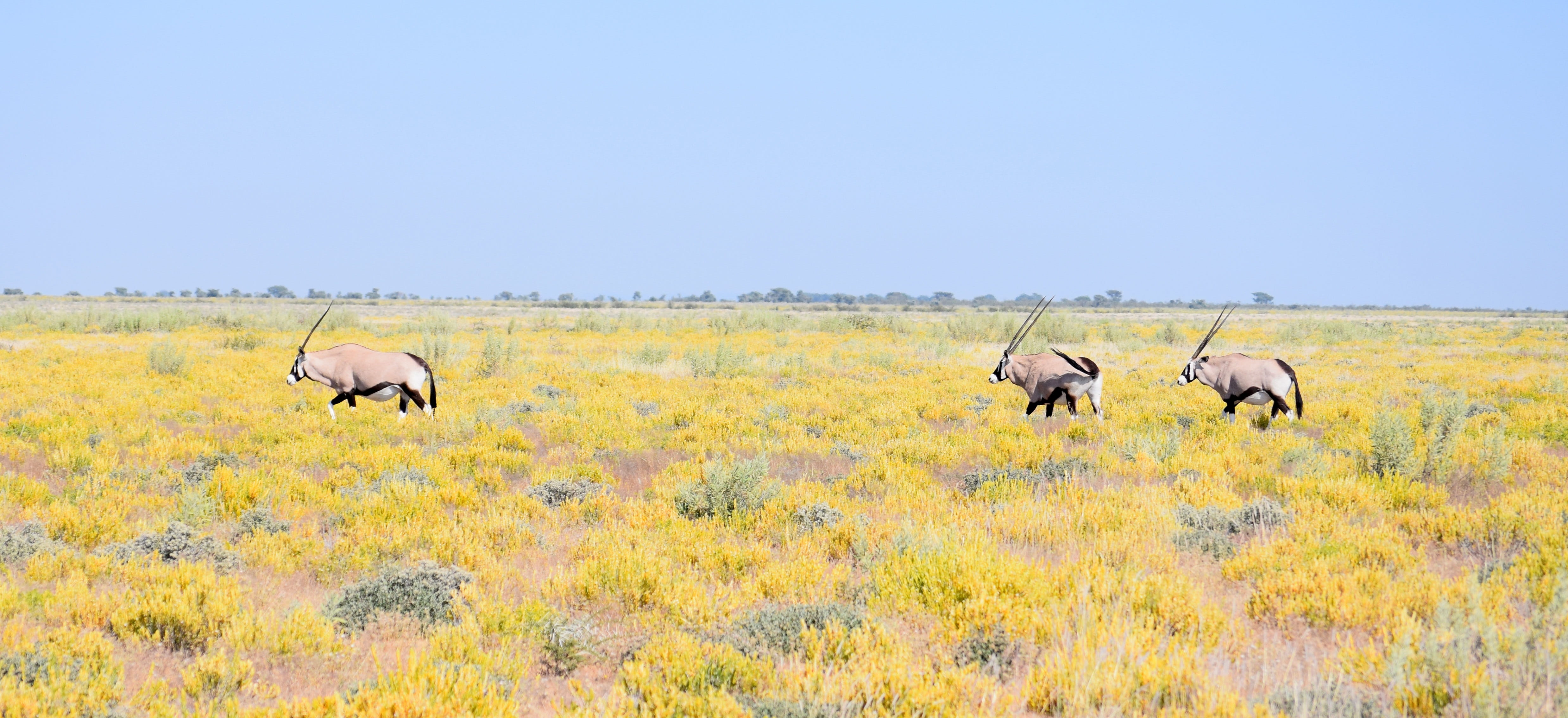 sky, travel, mammal, nature, namibia, herd, animals in the wild, outdoors, wildlife, grass, plant, animal wildlife, oryx, prairie, no people, wild, safari, HD Wallpaper