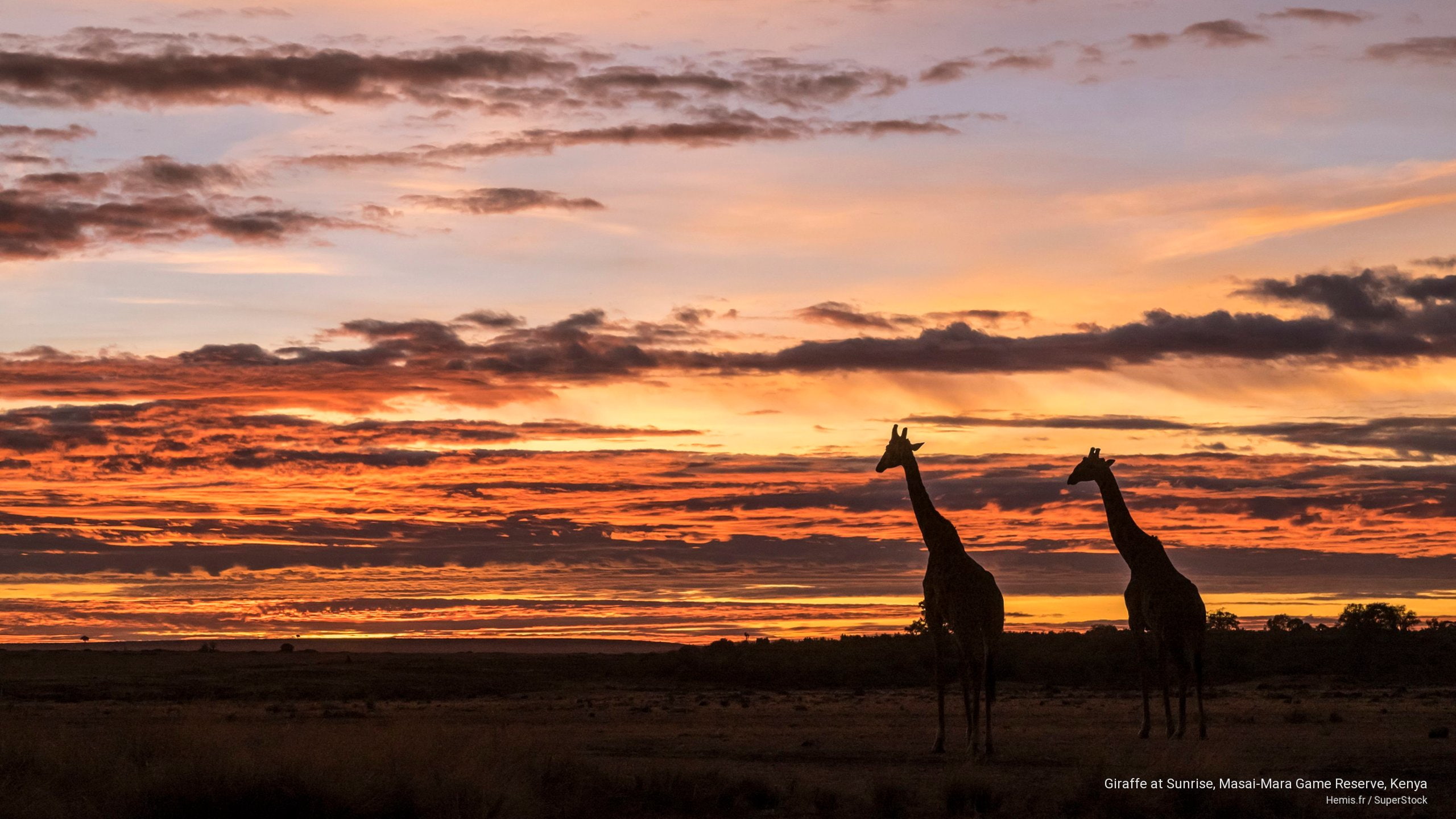 kenya, Animals, 2K, giraffe, mara, game, reserve, masai, sunrise, HD Wallpaper