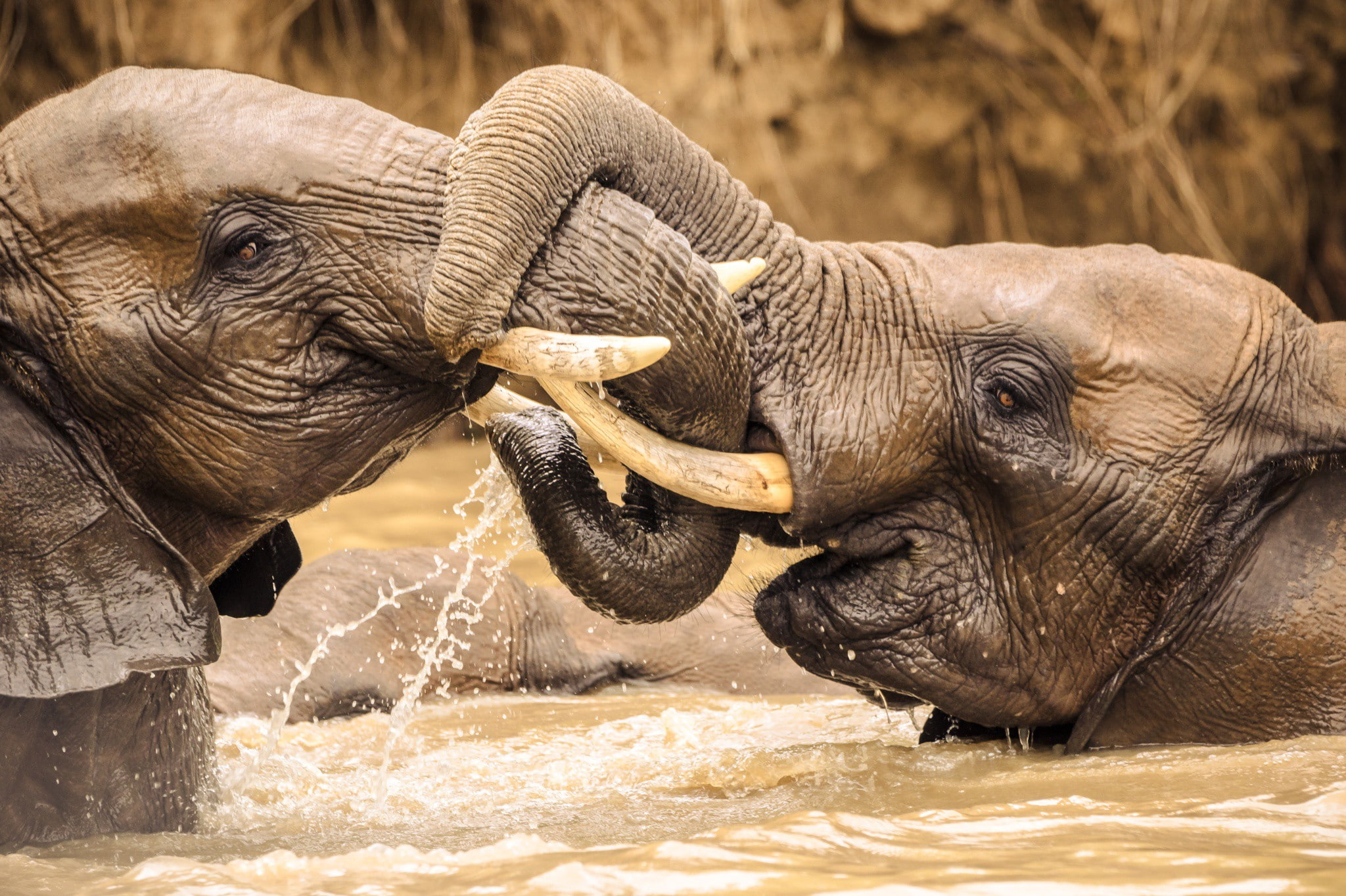 madikwe, South Africa, playing, river, game, young, elephants, reserve, 1080P, HD Wallpaper