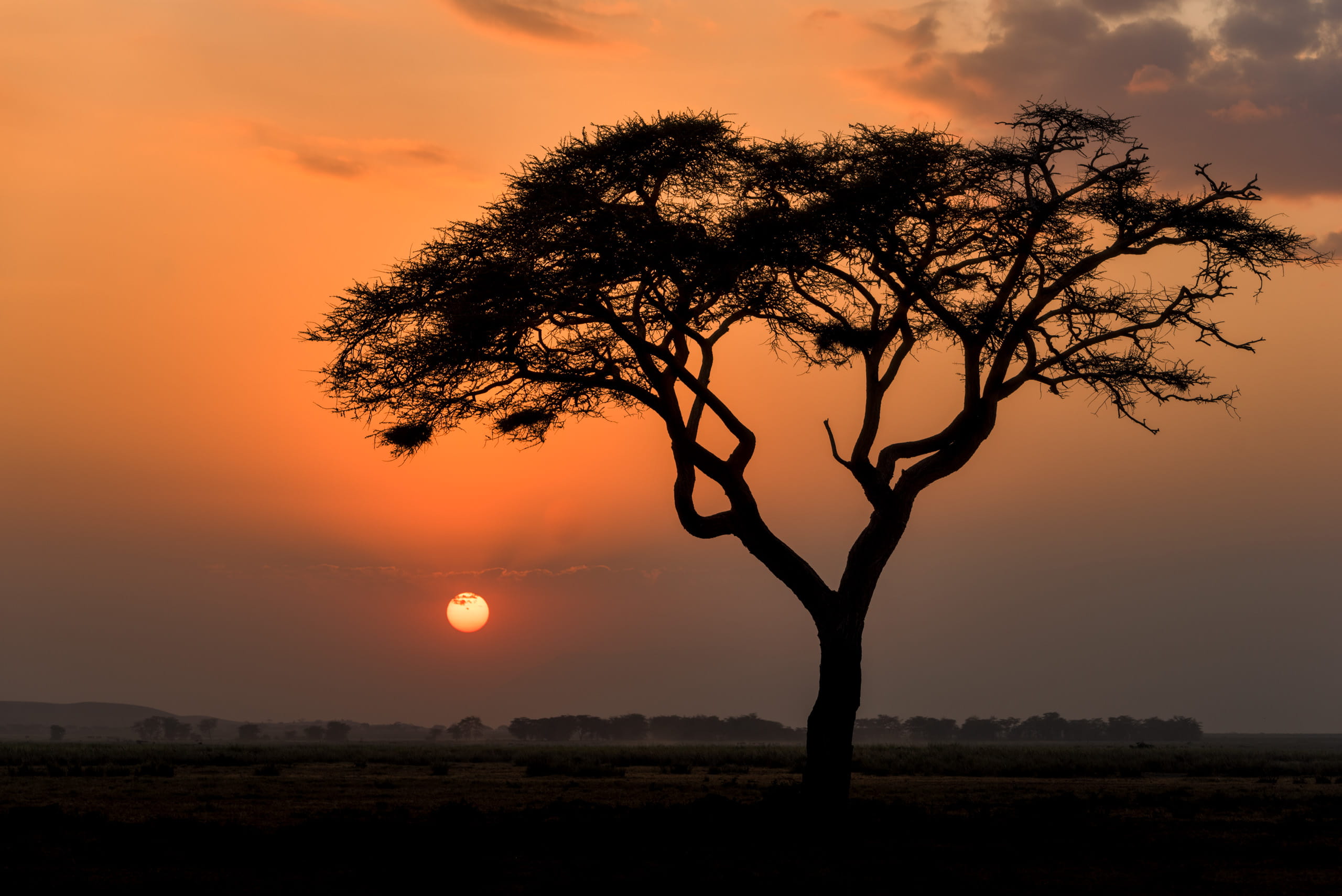 scenics - nature, sunset, beauty in nature, non-urban scene, tree, sun, environment, landscape, nature, masai mara game reserve, kenya, outdoors, sky, idyllic, HD Wallpaper