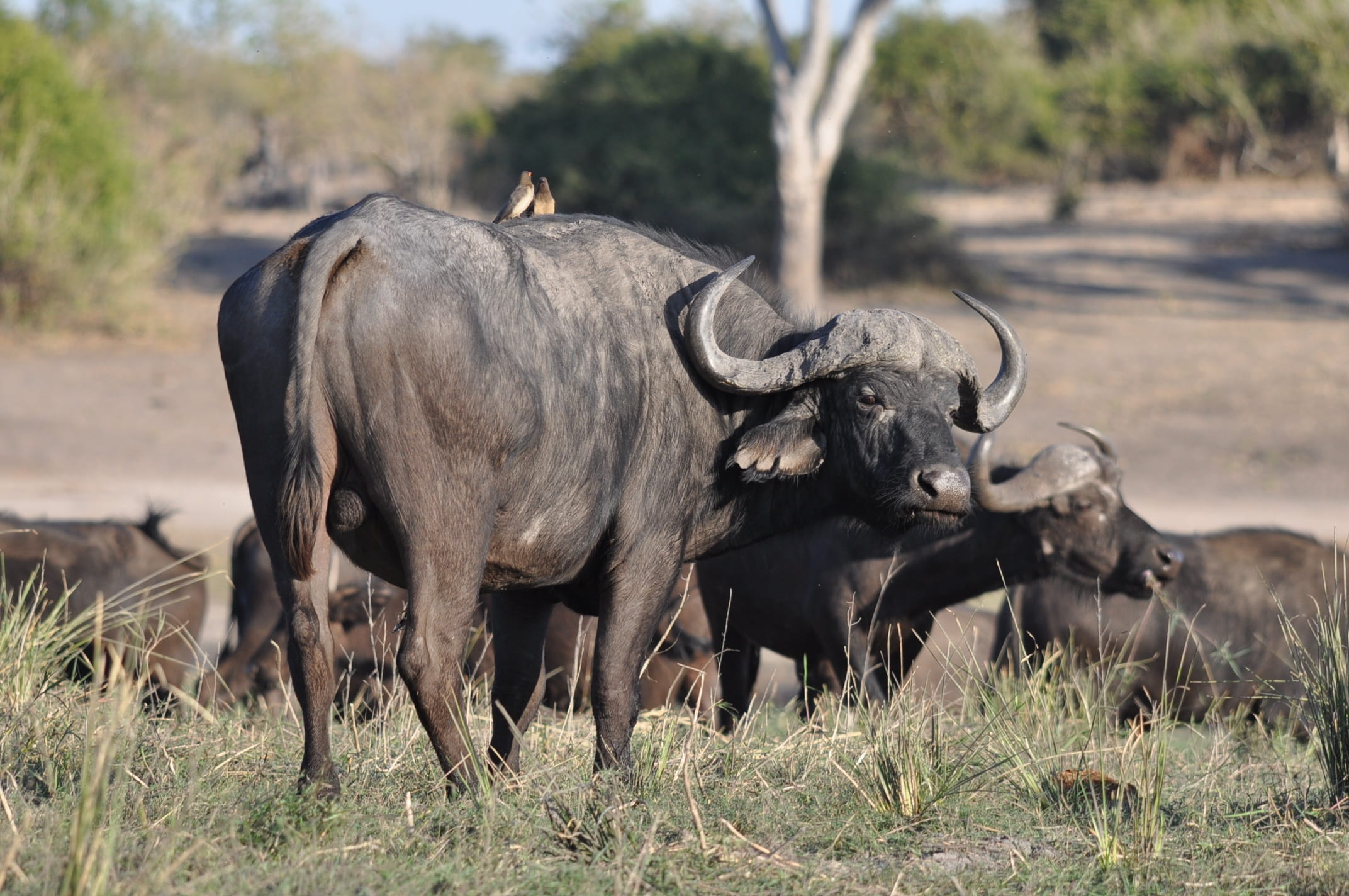 big, natural, group of animals, outdoors, mammal, africa, landscape, horned, 1080P, bull, park, herbivorous, animal themes, animal wildlife, wildlife, HD Wallpaper