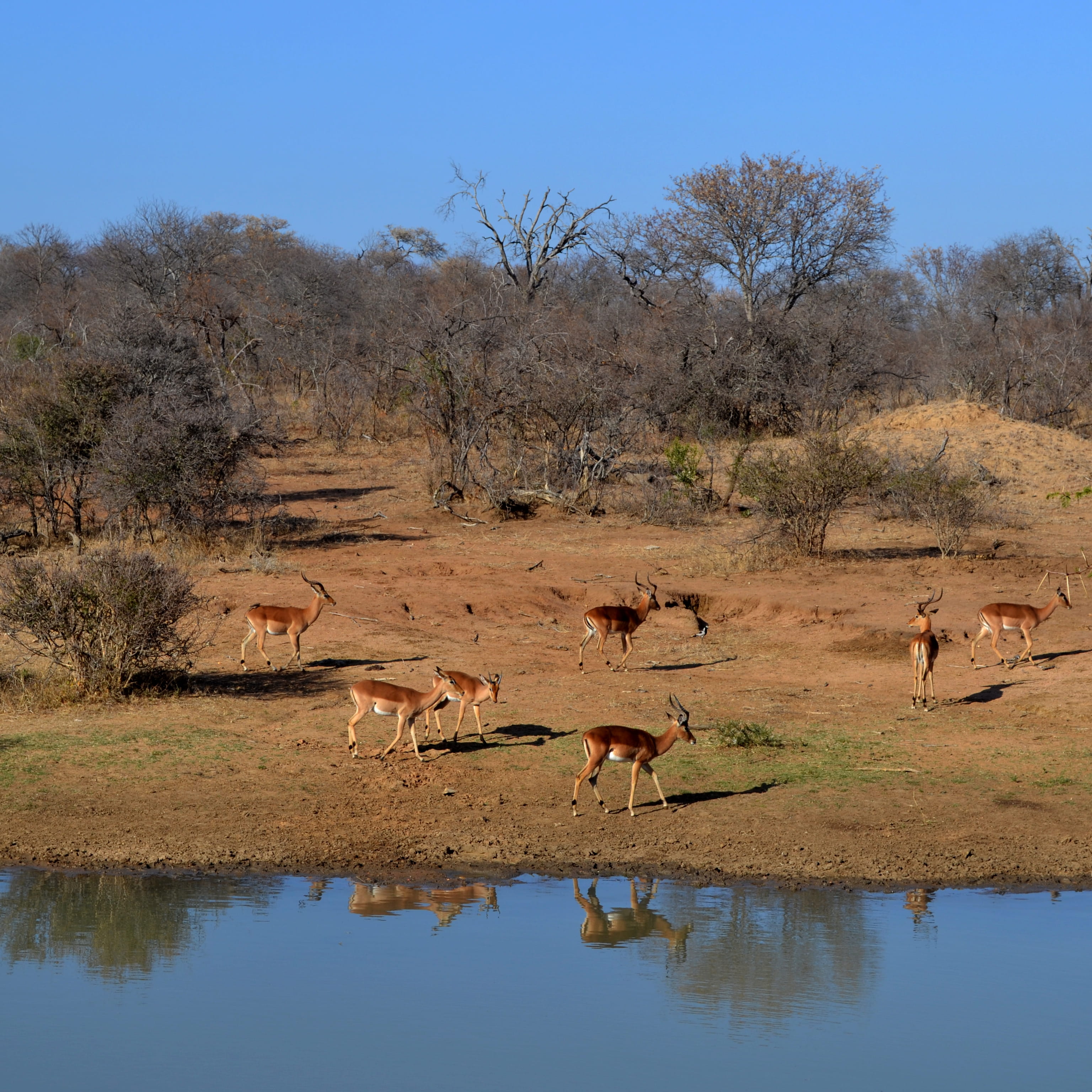2K, nature, lake, water, vertebrate, beauty in nature, kapama private game reserve, animal wildlife, day, drinking, kapama, tree, reflection, watering hole, Phone HD Wallpaper