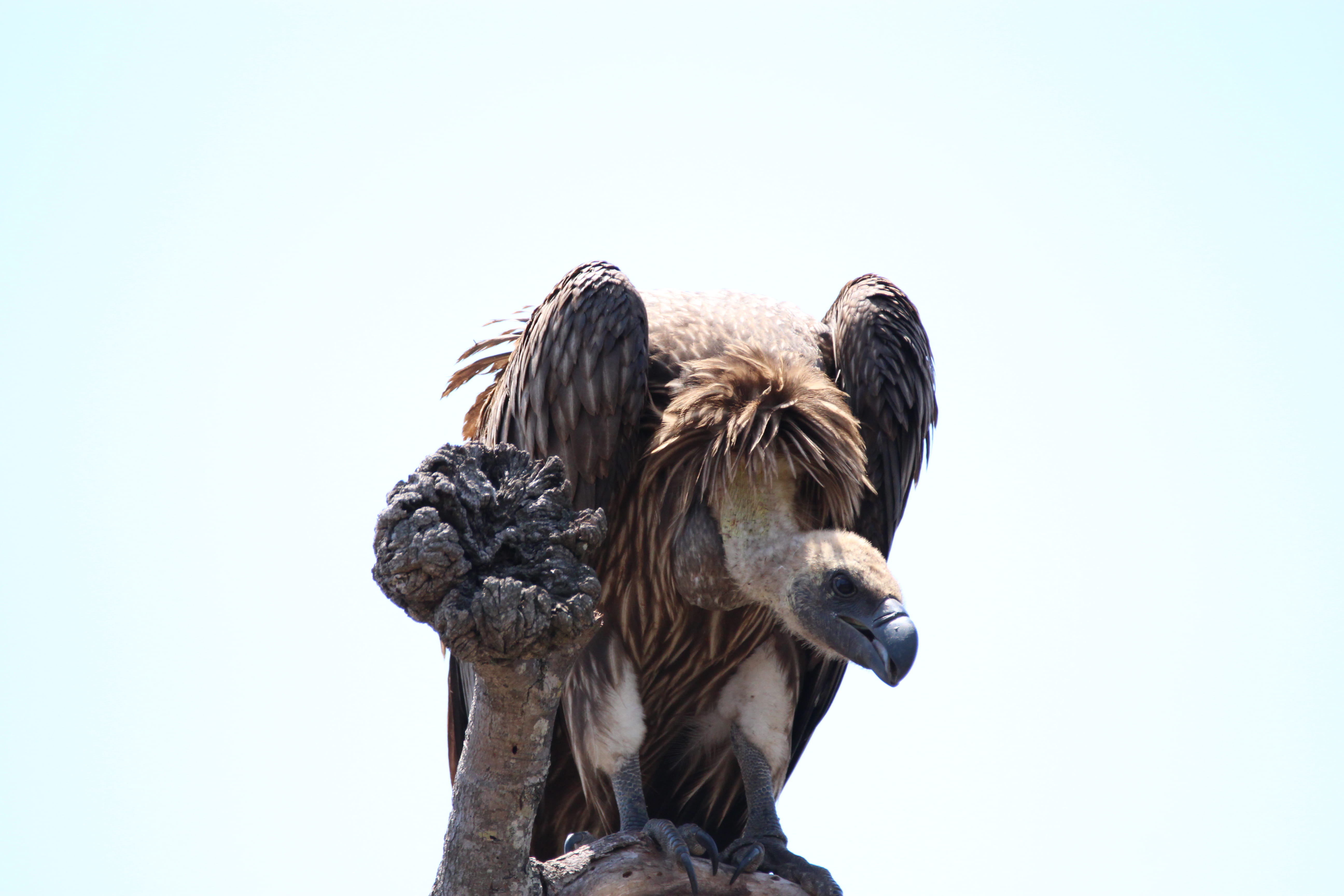 animal themes, sky, sculpture, no people, aggression, two animals, low angle view, day, animal wildlife, copy space, animals in the wild, vertebrate, mammal, HD Wallpaper