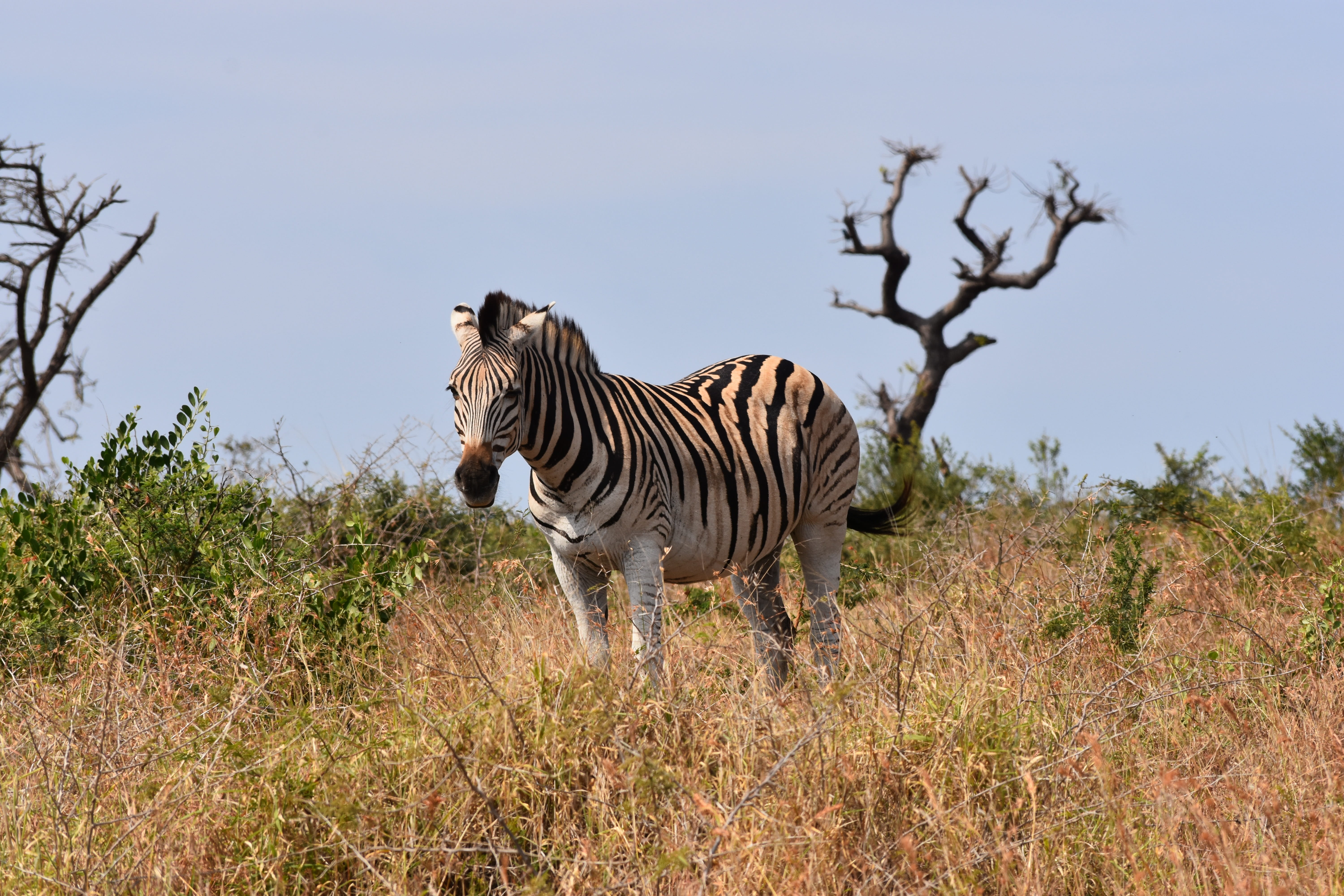 animal wildlife, south africa, park, wild, one animal, semi-arid, game, white, day, vertebrate, plains, black, outdoors, animals in the wild, standing, HD Wallpaper