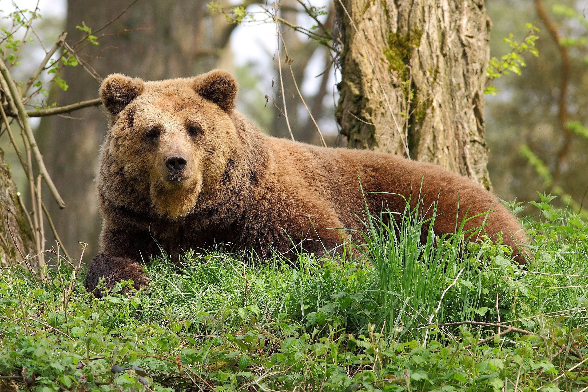 1080P, day, wildlife, nature, animal wildlife, endangered Species, land, canada, animal themes, bear, woodland, animals In The Wild, danger, one Animal, HD Wallpaper