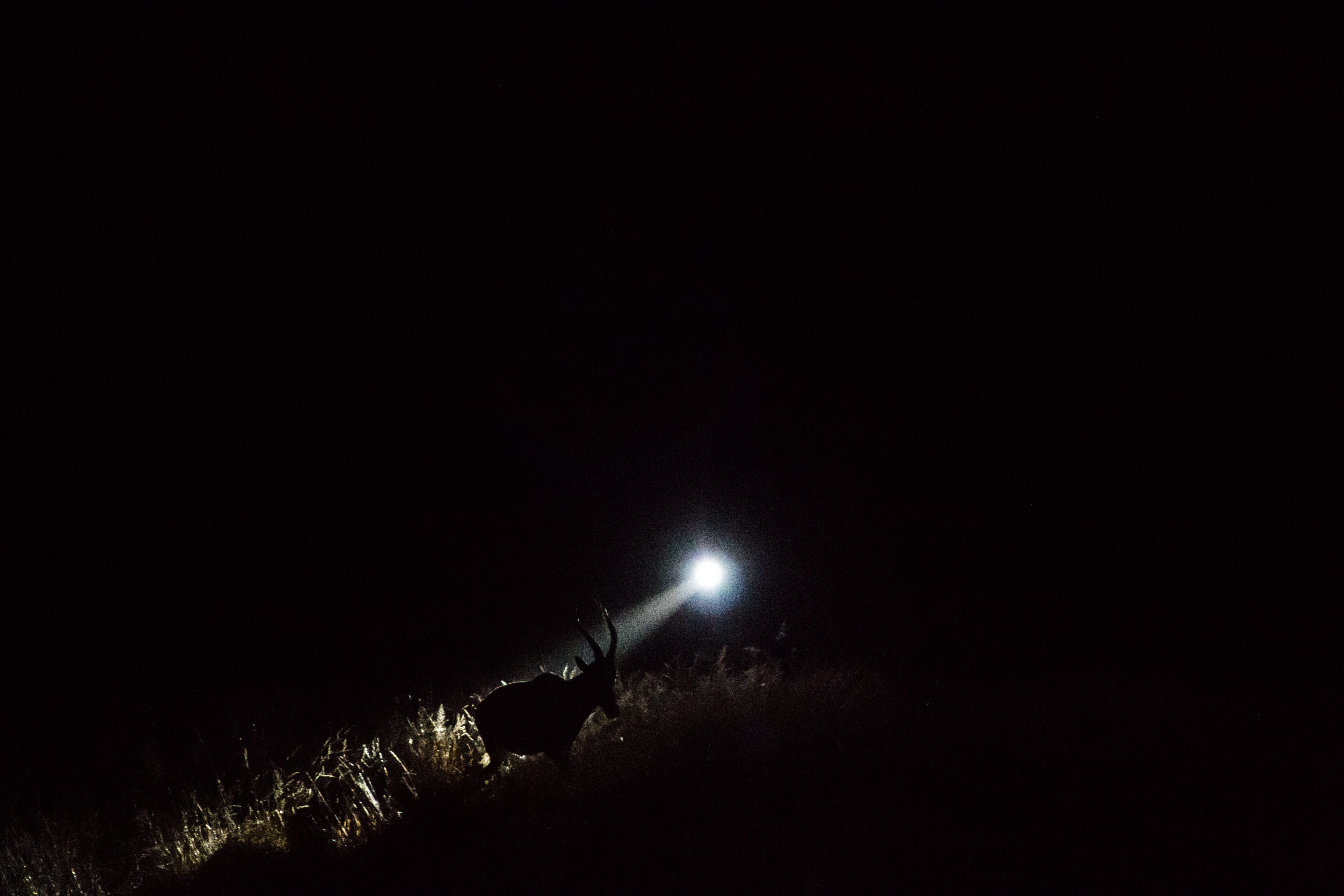 landscape, buck, scenics - nature, black background, 5K, light - natural phenomenon, no people, dikhololo game reserve, outdoors, illuminated, star - space, HD Wallpaper