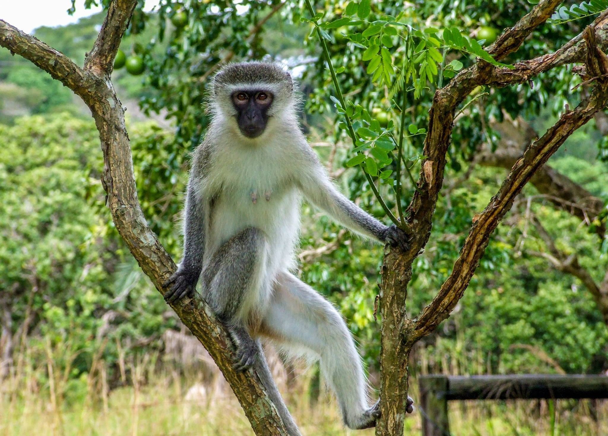 focus on foreground, climbed, mammal, animals in the wild, africa, bush, branch, animal wildlife, monkey, vertebrate, south, 1080P, game, primate, national, HD Wallpaper