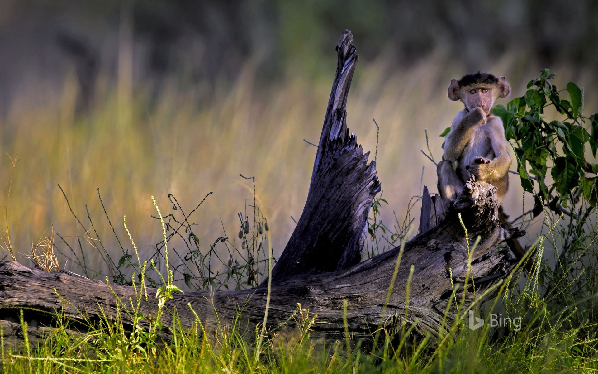 focus on foreground, plant, game, day, land, selective focus, baboon, reserve, bing, mammal, delta, wood - material, grass, 1080P, okavango, vertebrate, HD Wallpaper