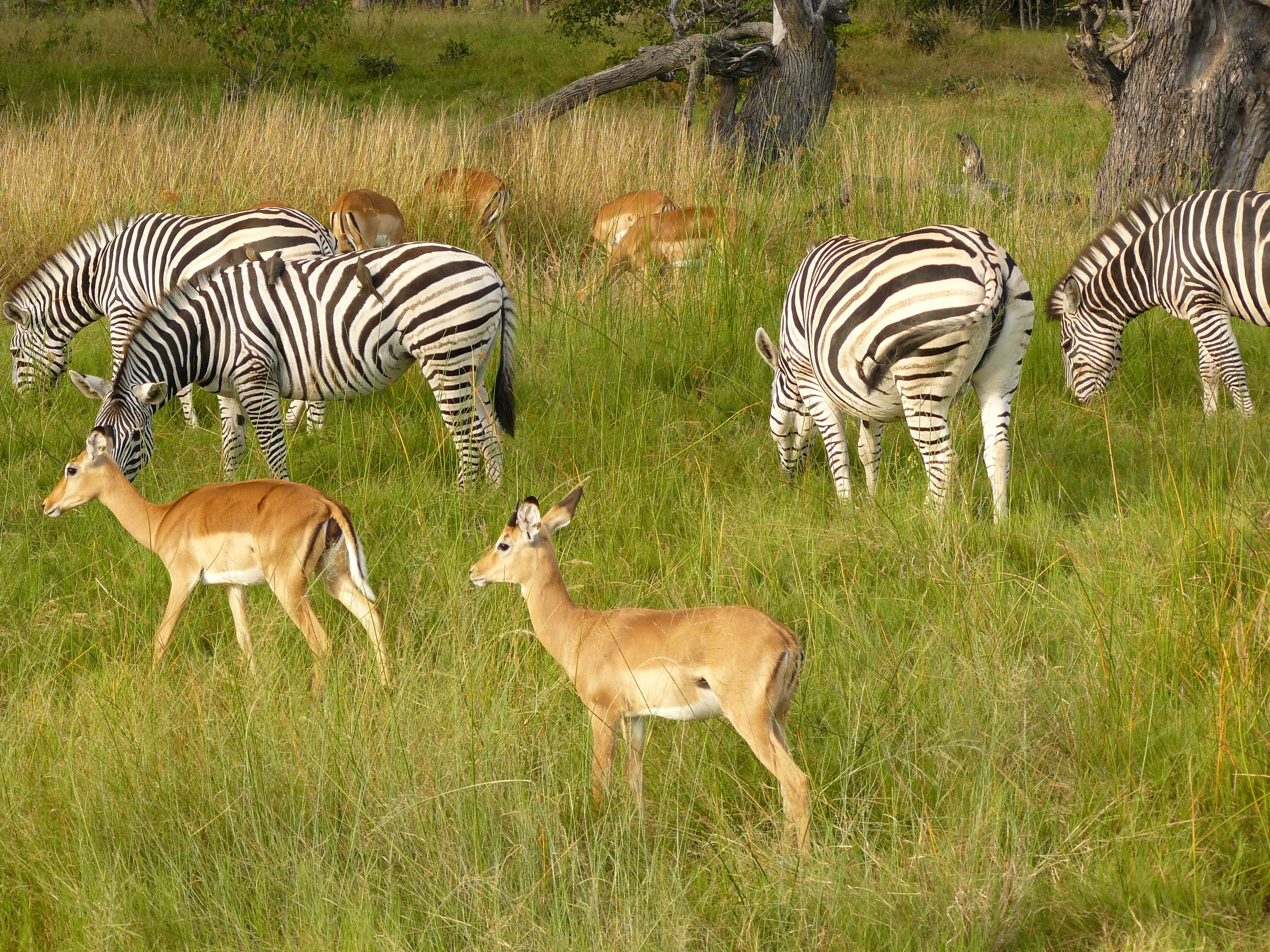 beauty in nature, vertebrate, animal, game park, 2K, botswana, zebras, animal wildlife, grassland, africa, land, no people, east Africa, safari, mammal, HD Wallpaper