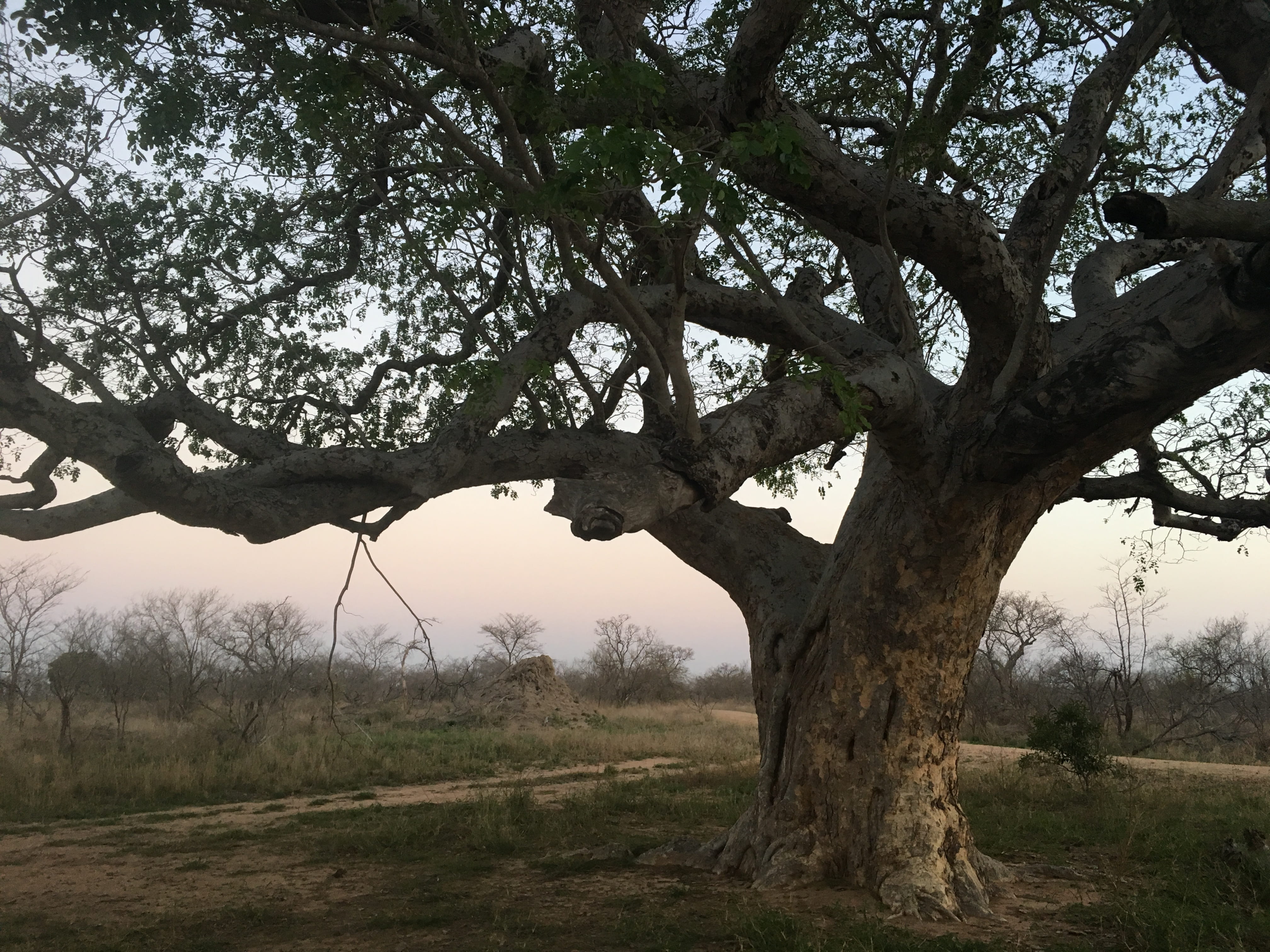 mpumalanga, growth, sky, tree trunk, old tree, tree of life, bush, manyeleti game reserve, field, day, 4K, scenics - nature, outdoors, beauty in nature, HD Wallpaper
