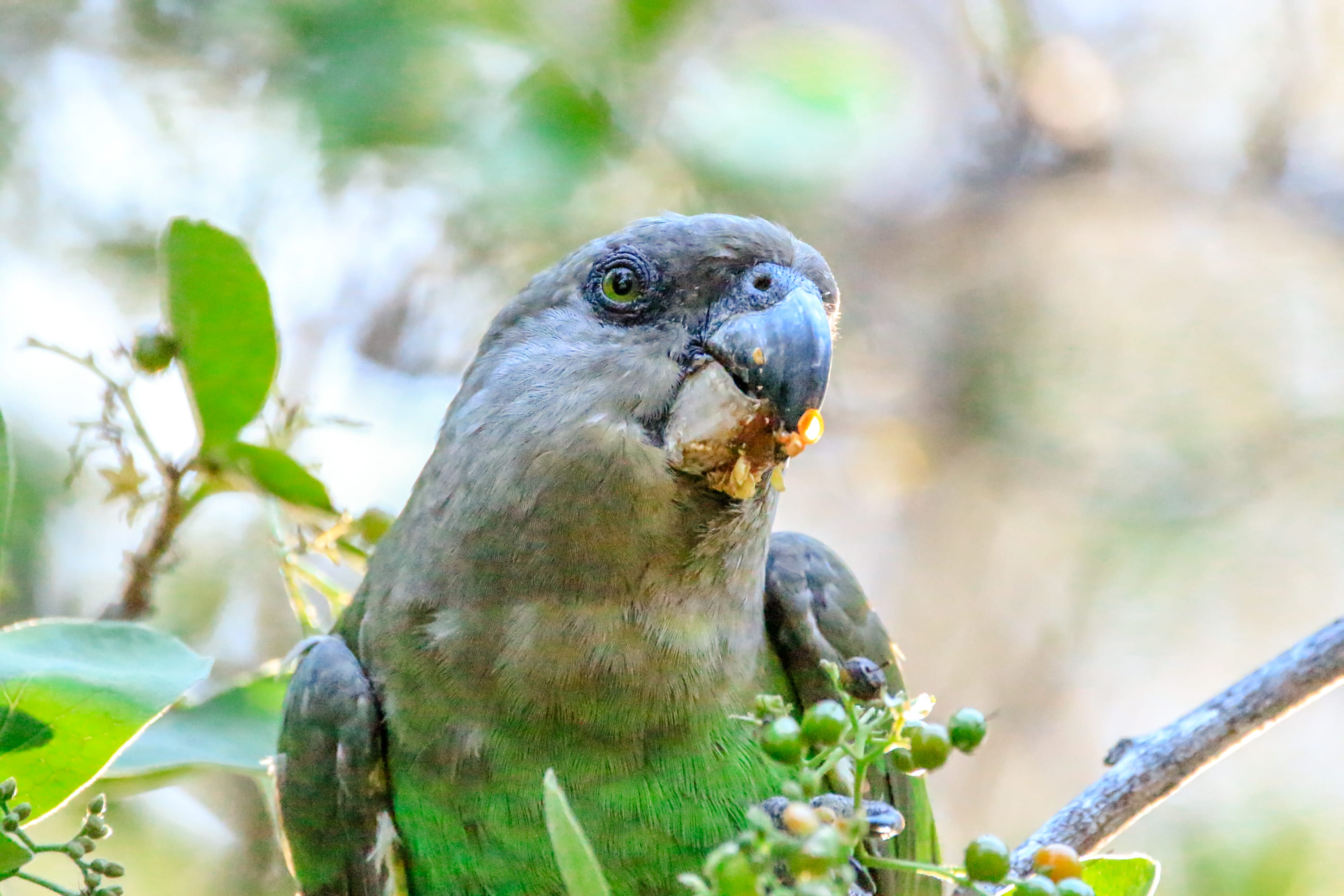 leaf, animal head, game, outdoors, plant, green, animals, bird, wilderness, eay, tree, close-up, branch, africa, nature, eat, wildlife, animal, one animal, HD Wallpaper