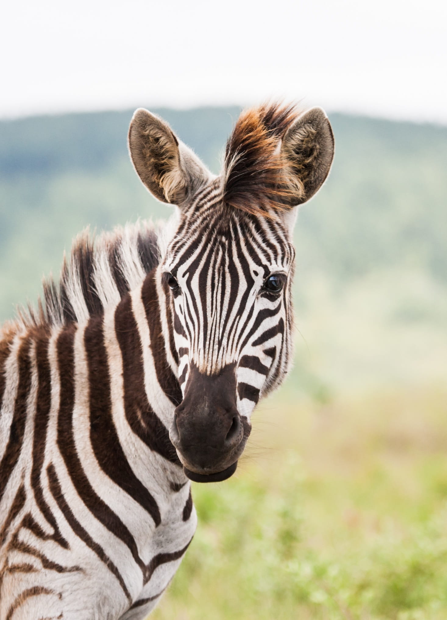 face, animal wildlife, outdoors, vertebrate, herbivorous, zebra foal, portrait, wildlife, head, day, zebra, animal body part, nature, animal head, landscape, Phone HD Wallpaper